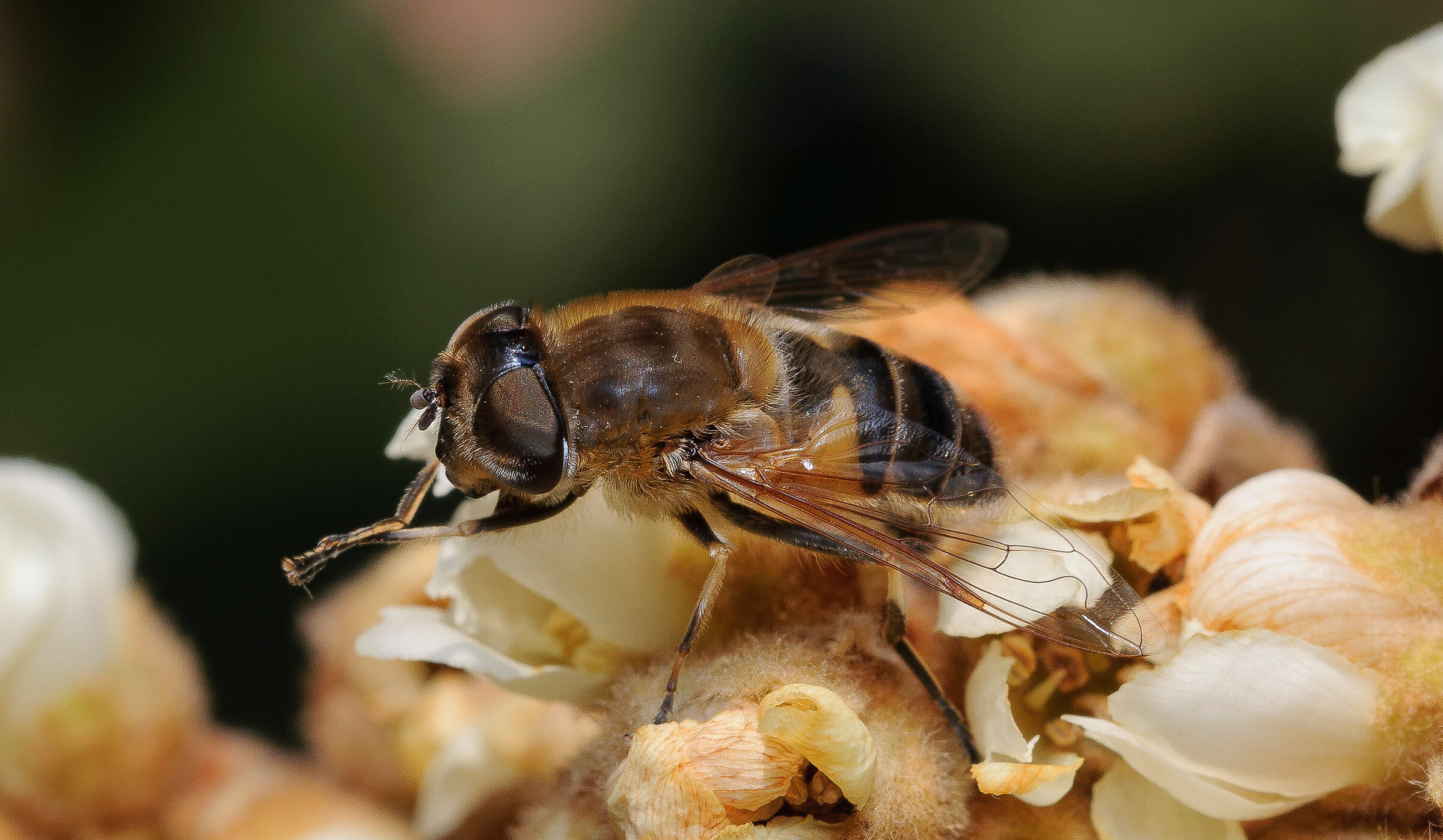 Eristalis Tenax