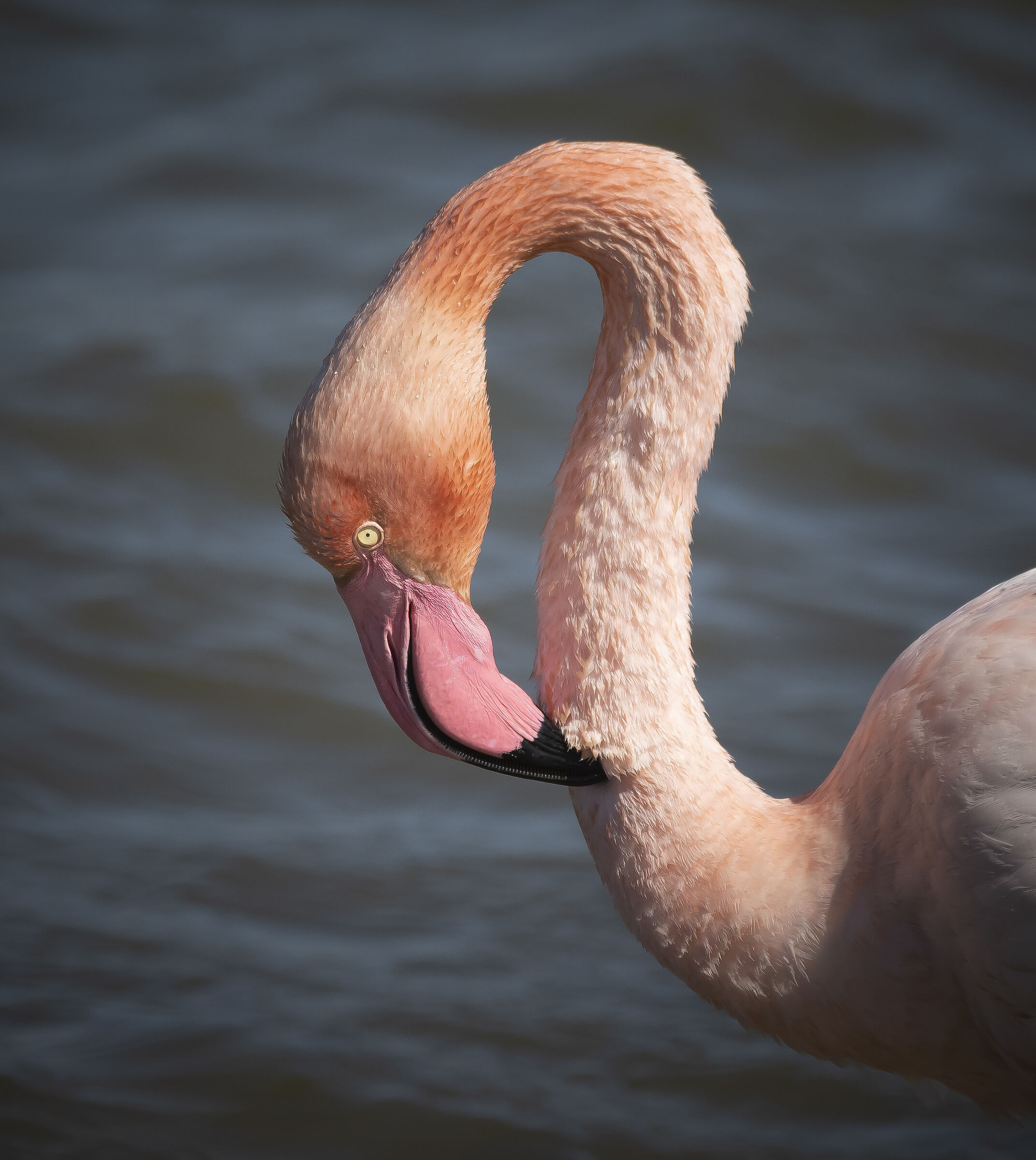RNO Saline di Priolo- 09/04/2019-Fenicottero Rosa
