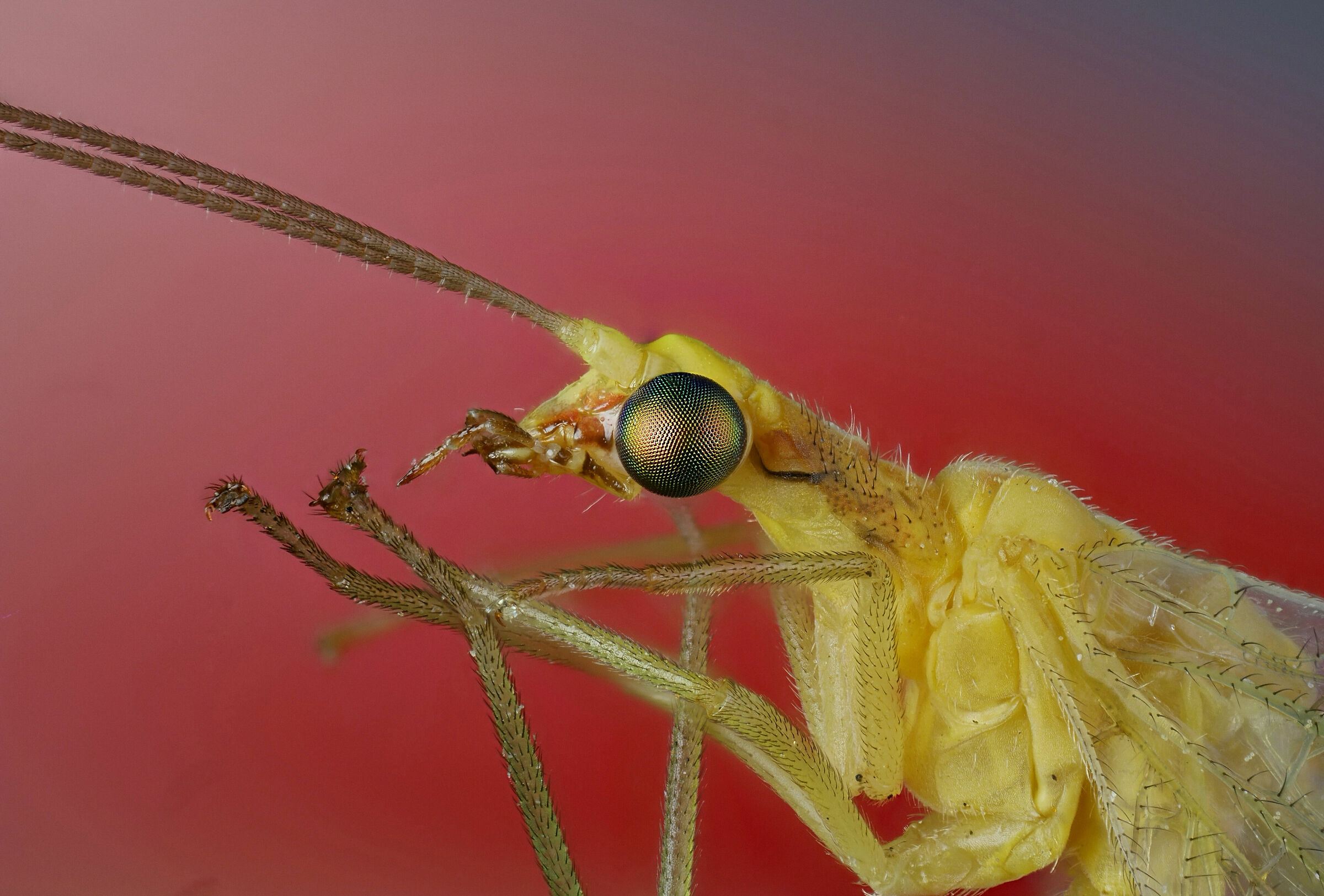 Neuroptera > Chrysopidae > Chrysopa pallens