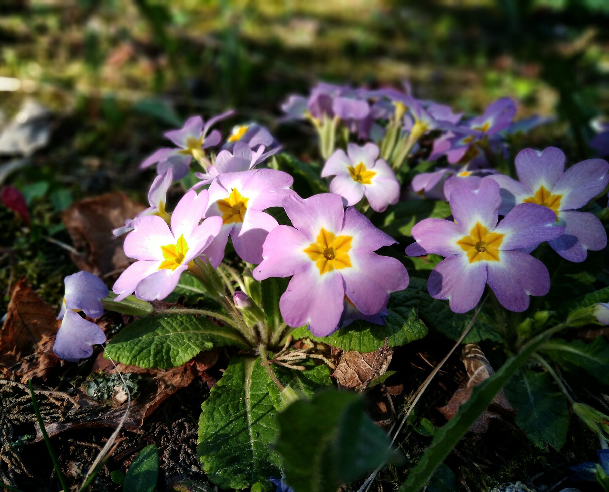 Primroses