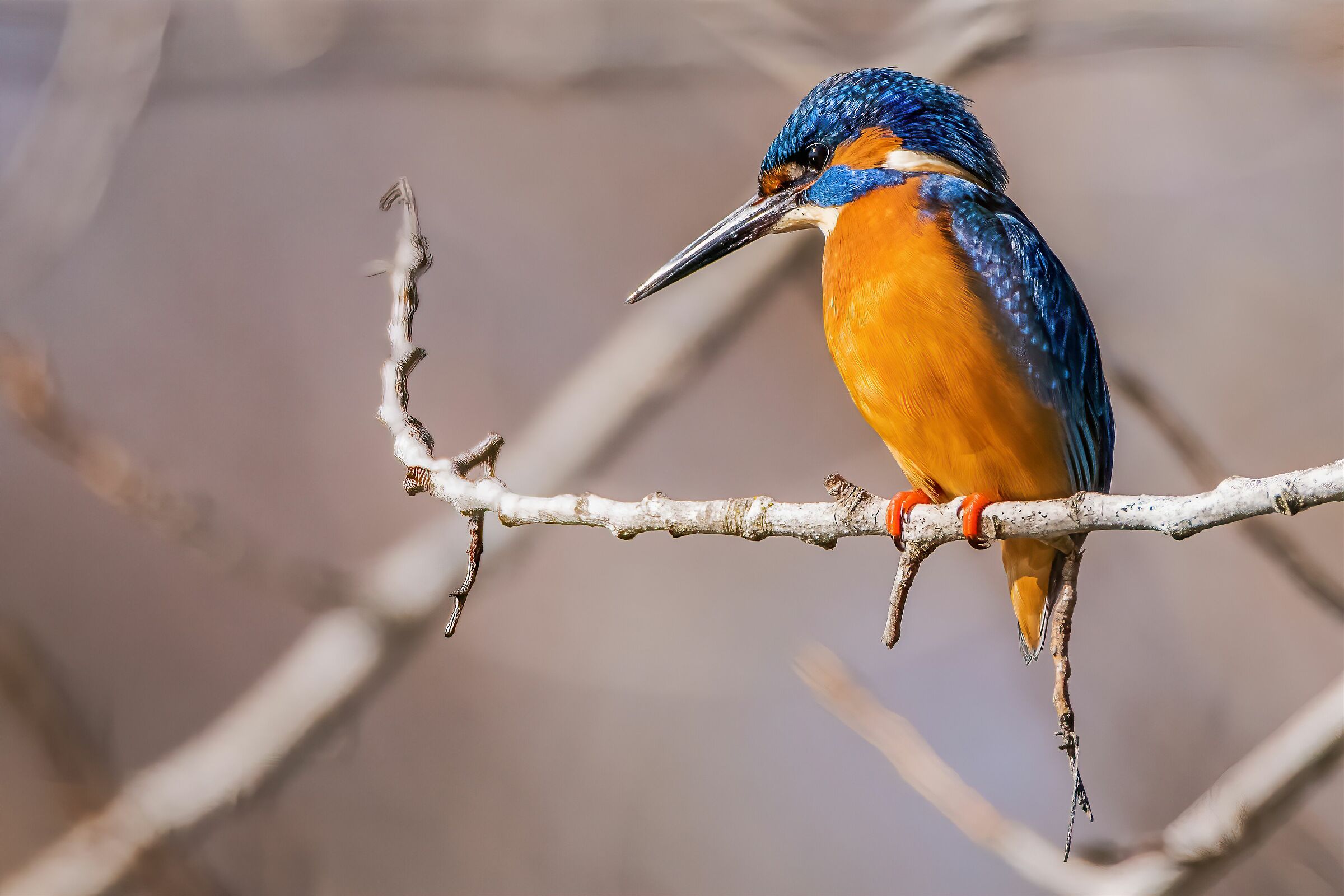 Martin pe.... Nseroso