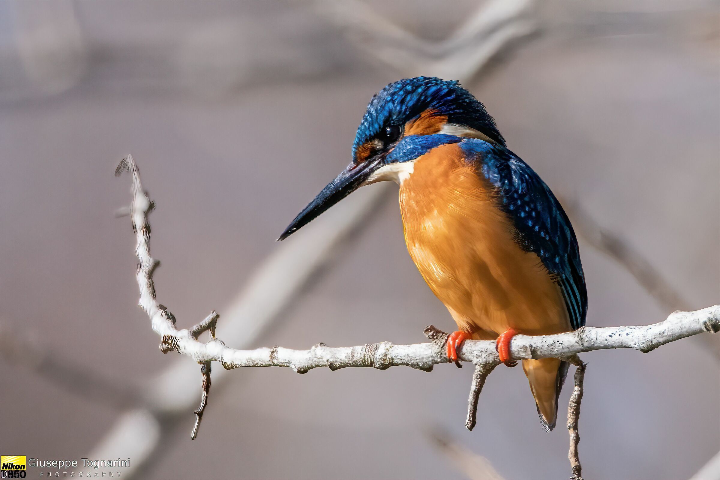 Waiting Kingfisher