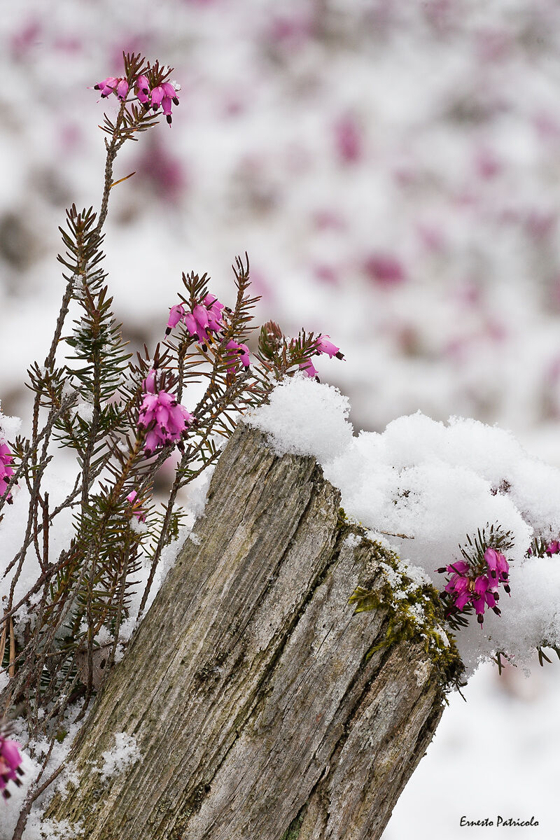 Connubbio Inverno Primavera