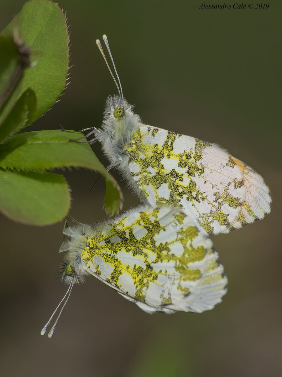 Anthocharis cardamines (Aurora) 9230