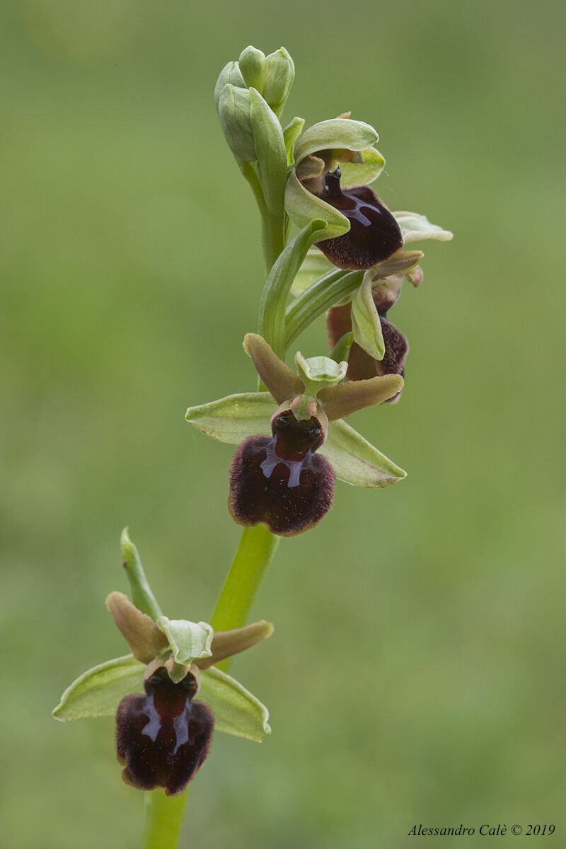 Orchidea selvatica 9224
