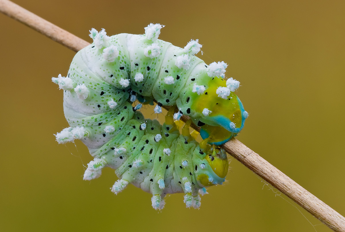 Caterpillar samia'' ball'' in