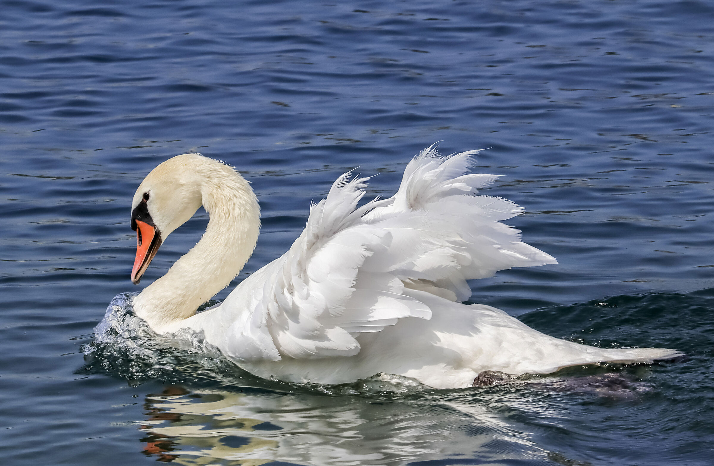Con il vento in poppa