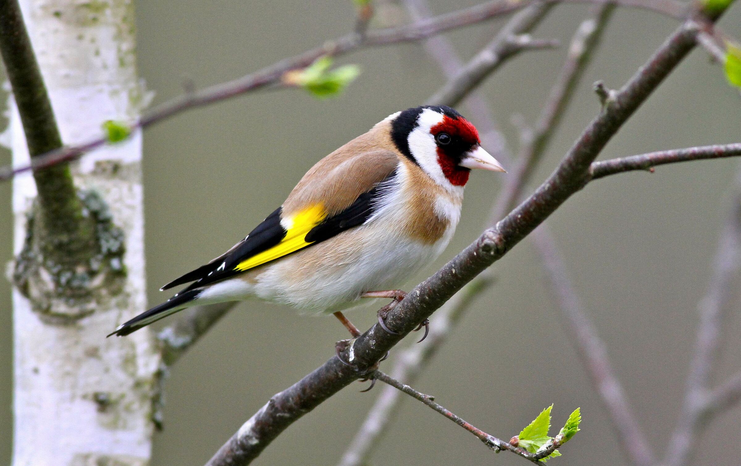 Goldfinch