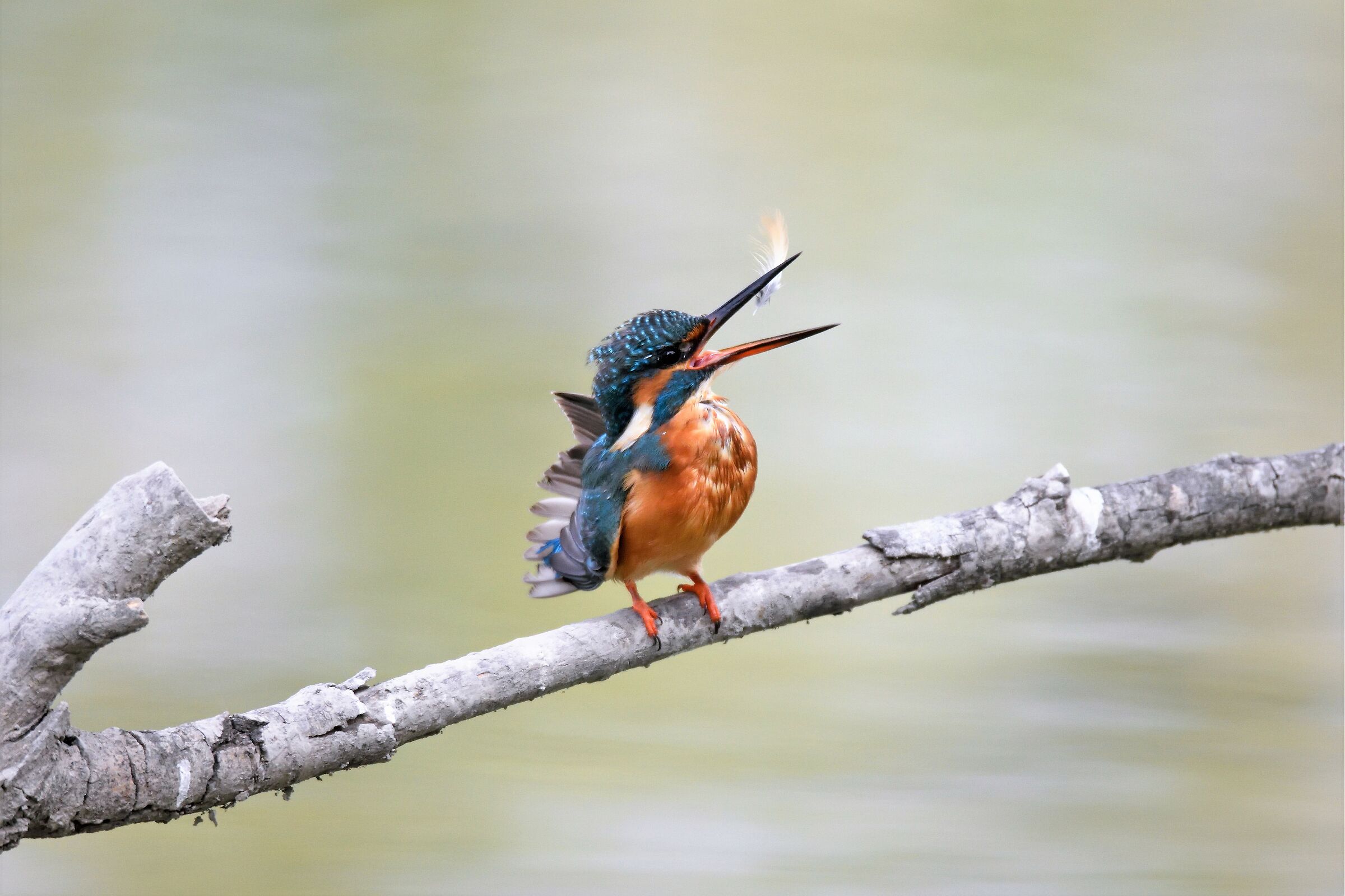 Martina who eats her own feather.....