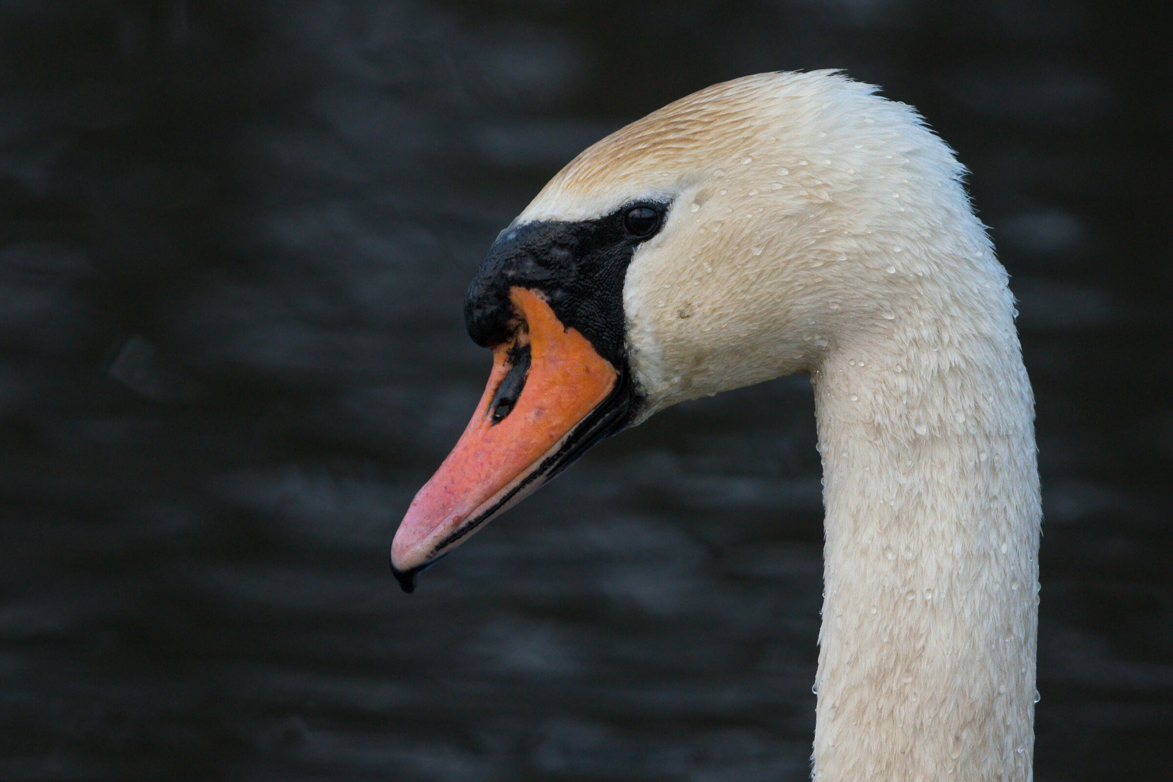 Muto cigno (Cygnus olor)
