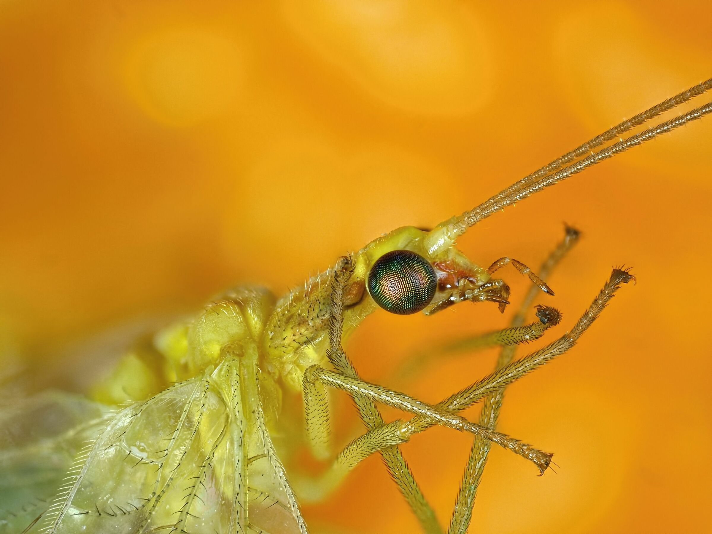Neuroptera > Chrysopidae > Chrysopa pallens