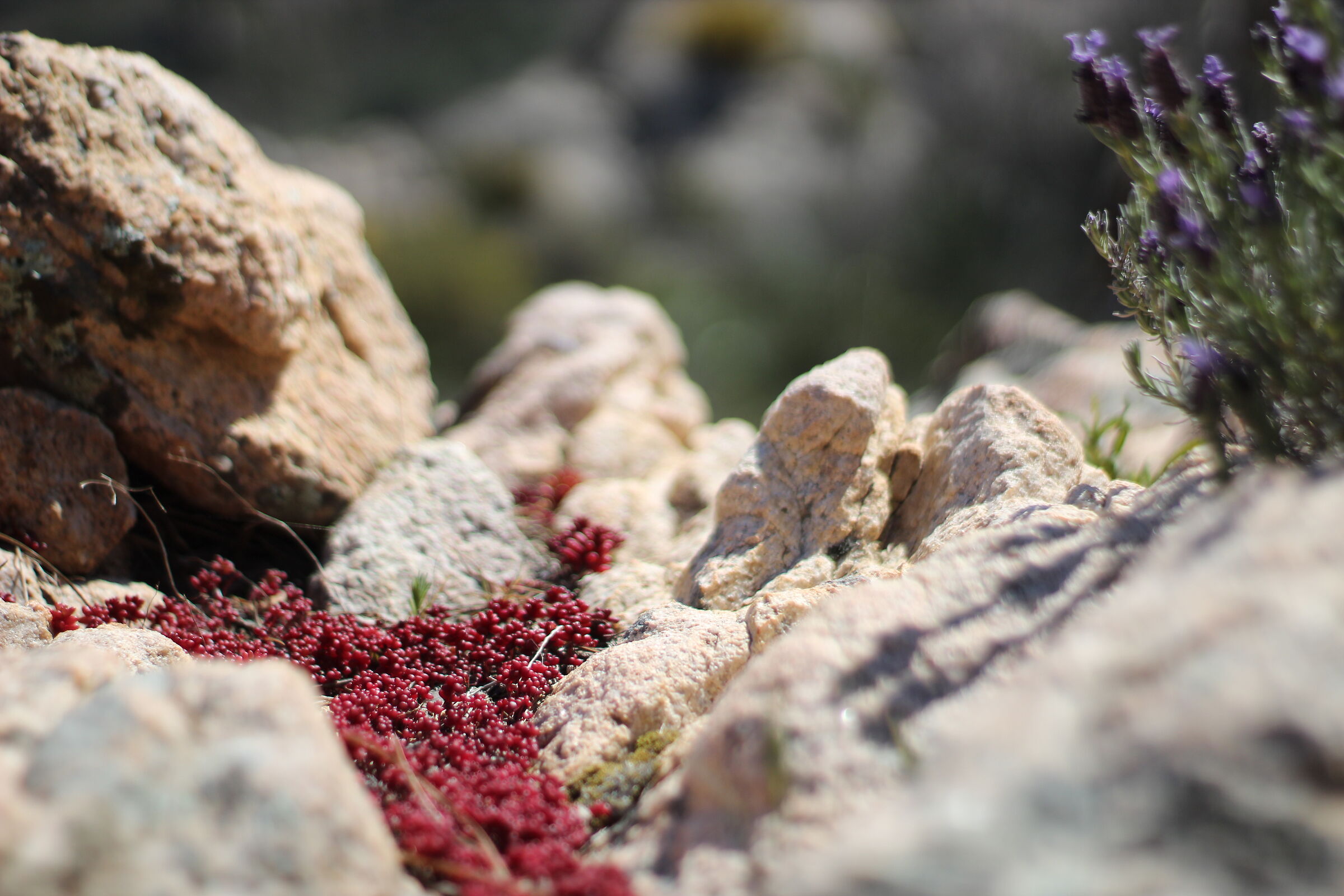 Monte Nieddu San Teodoro