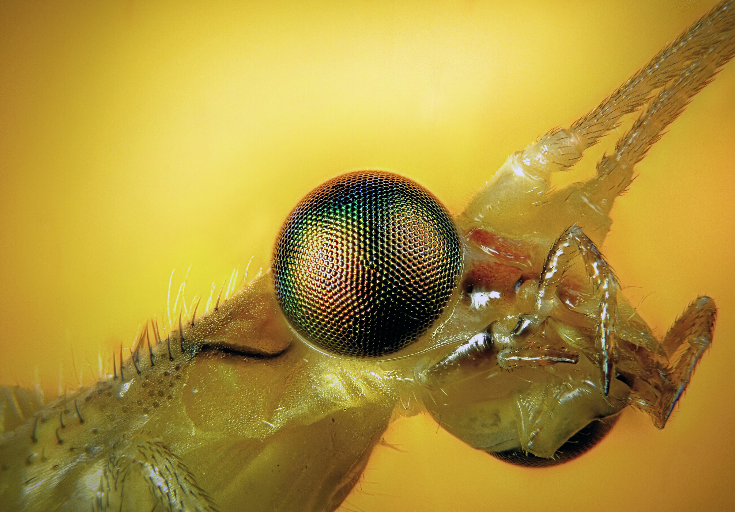 Neuroptera > Chrysopidae > Chrysopa pallens 10X