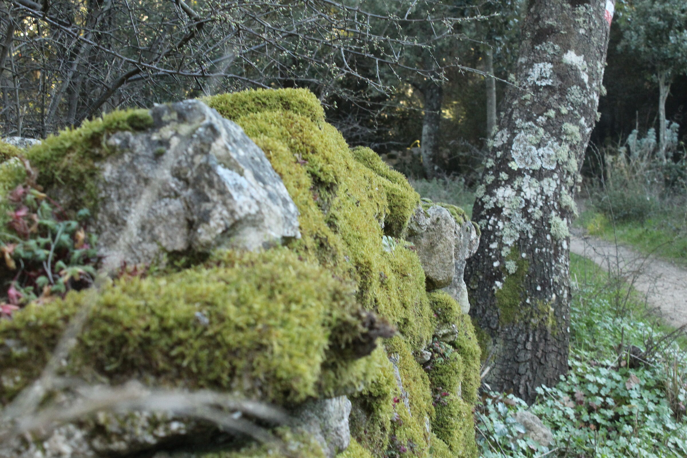 Bosco Monte Ortobene