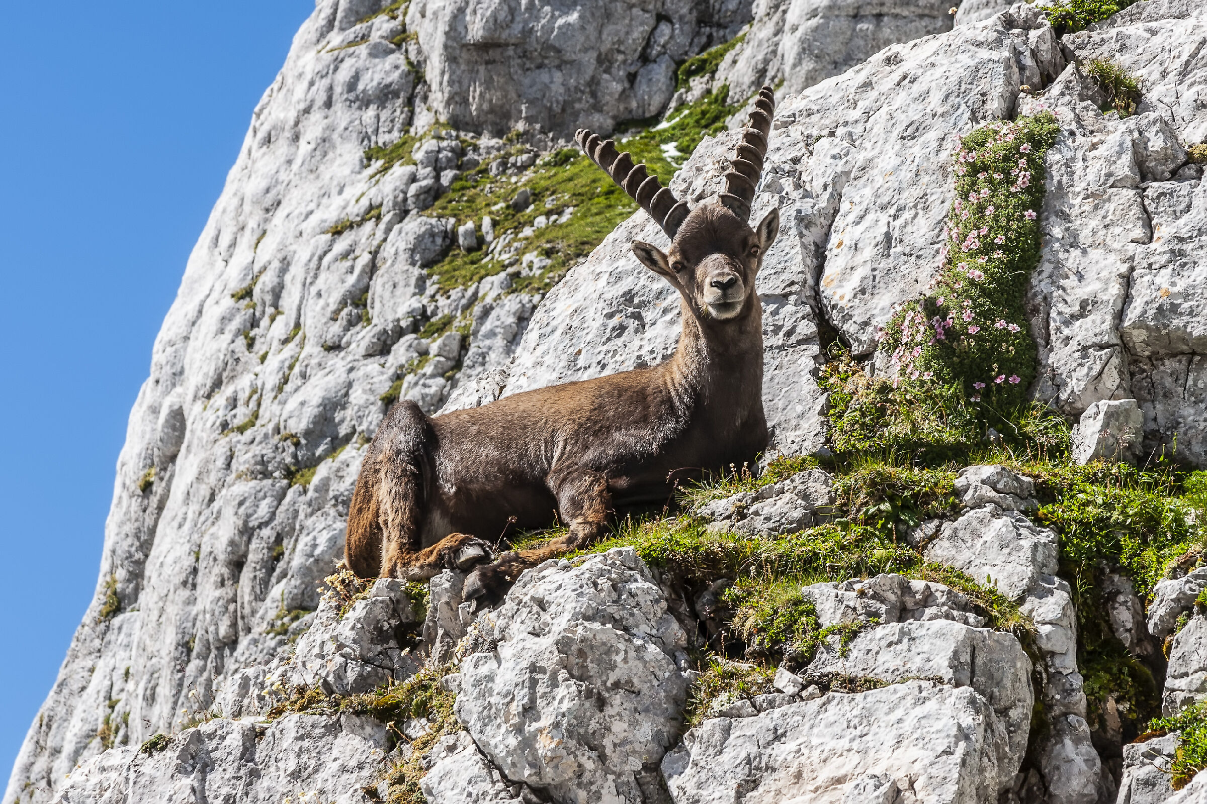 Ibex with flowers