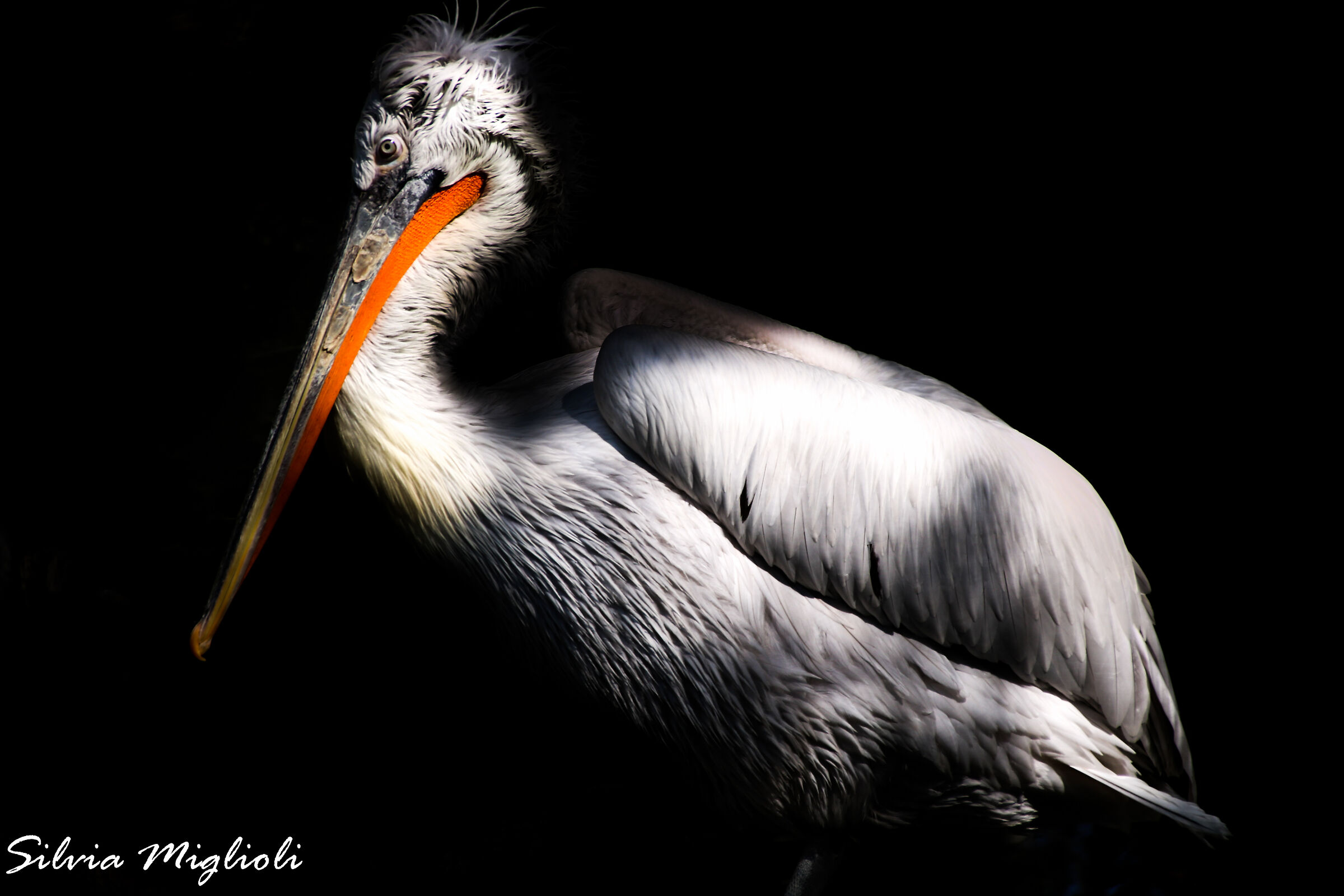 Pellicano