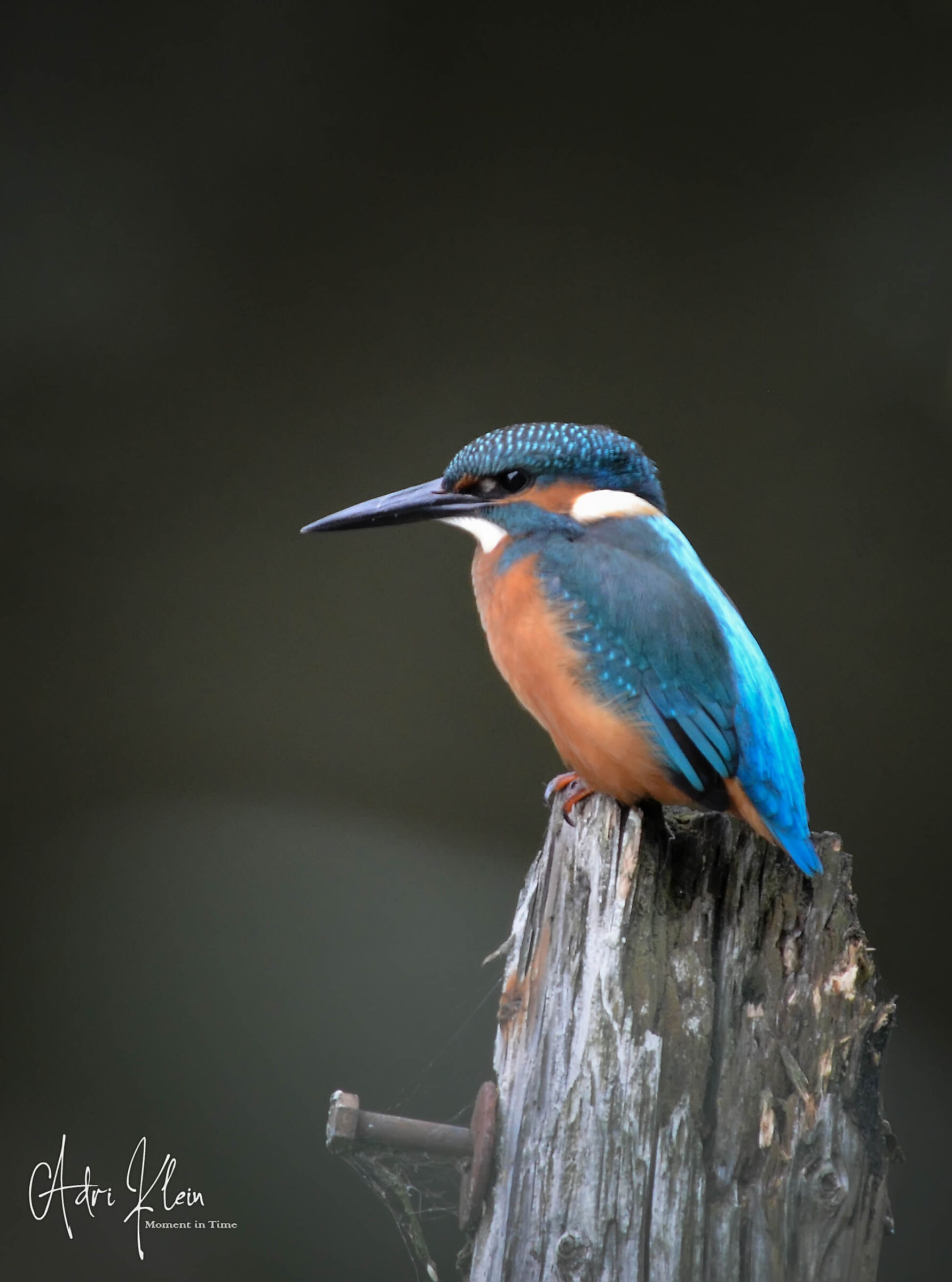 Kingfisher