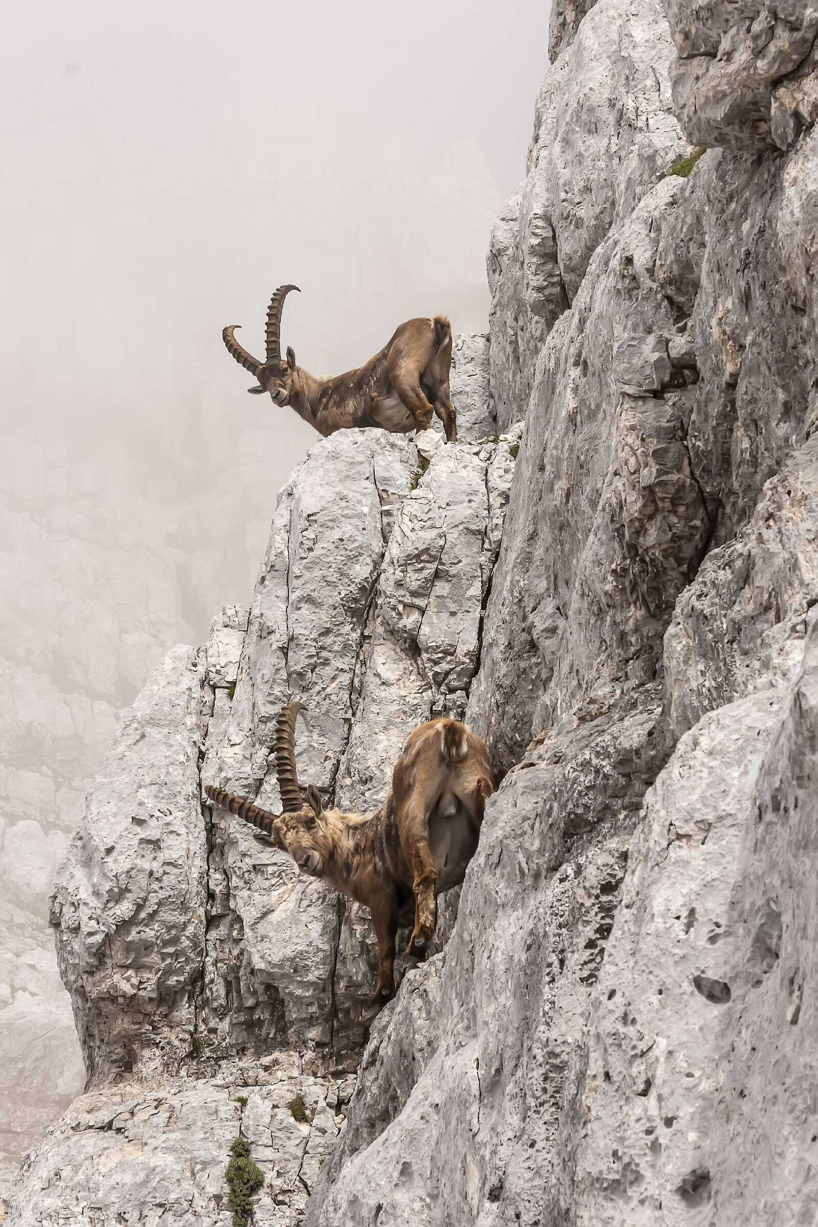 Rock-Climbing Ibex