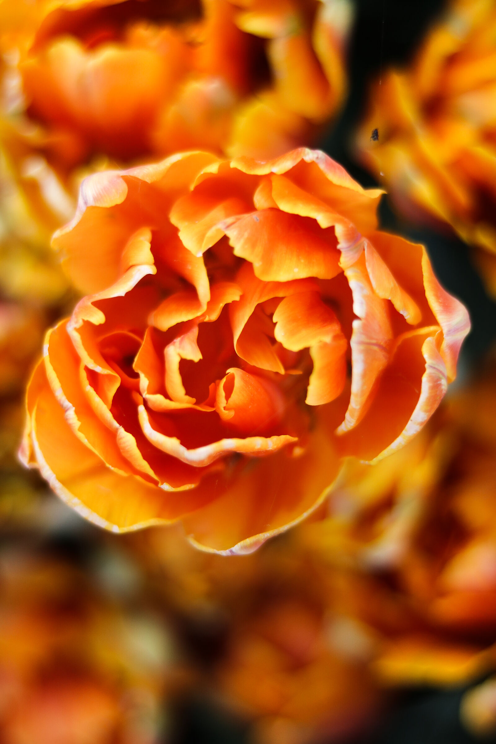 Tulip