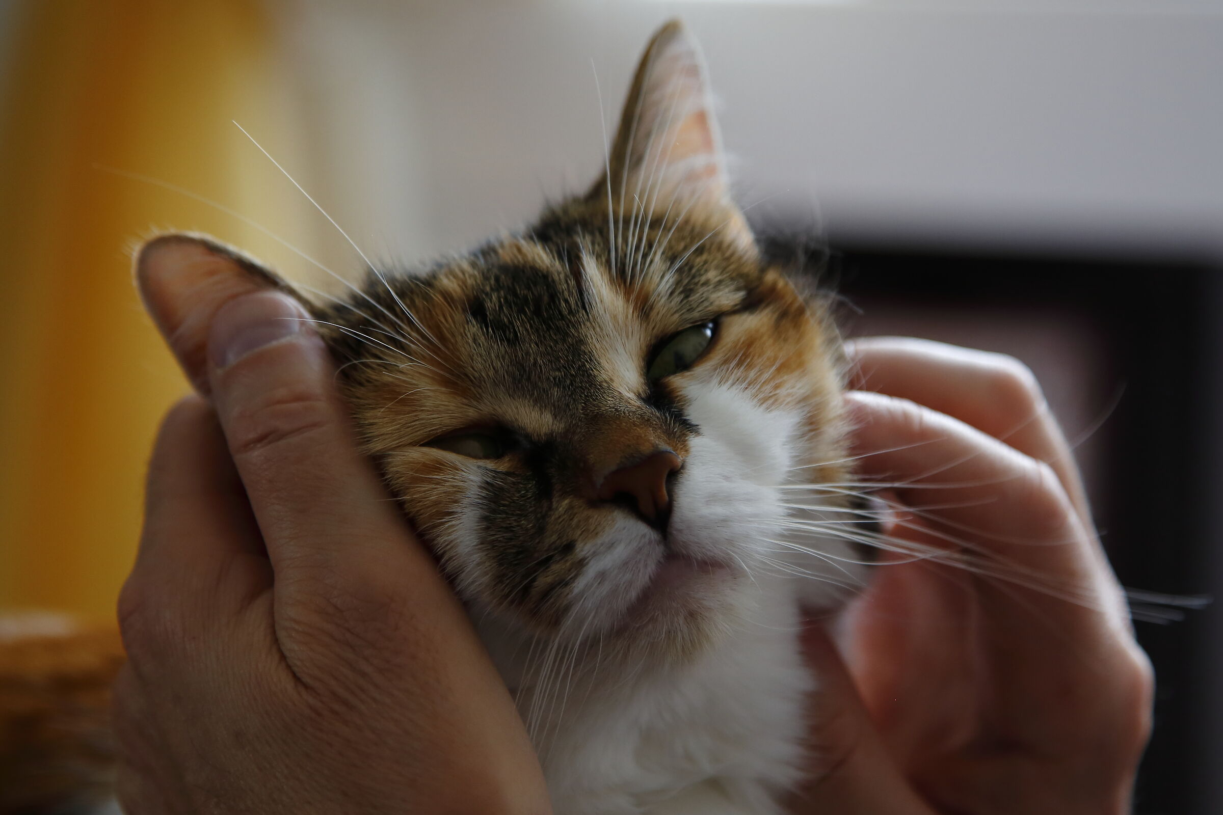 My chick when she wants to loves cuddles