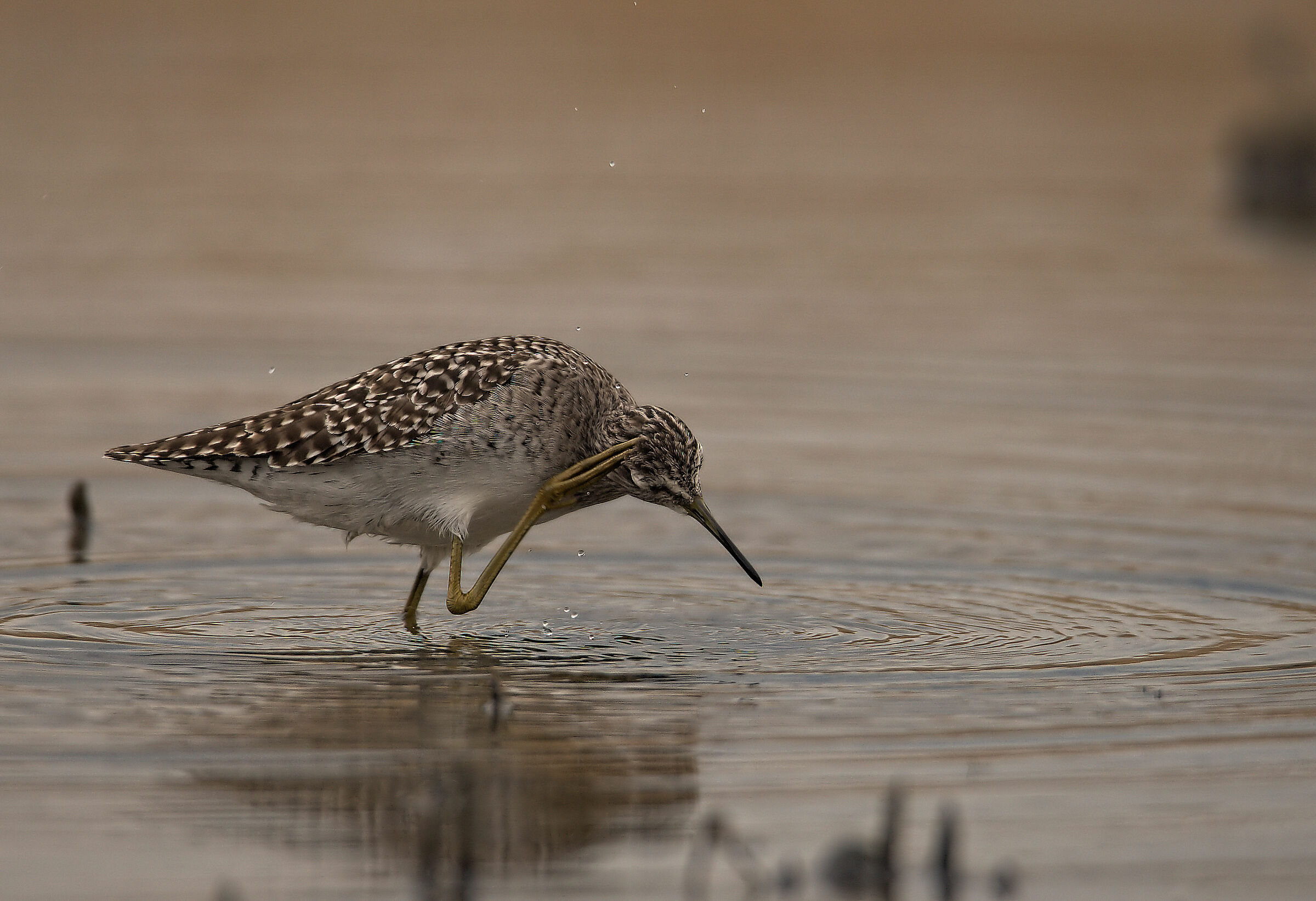 Pyro Pyro Boschereccio