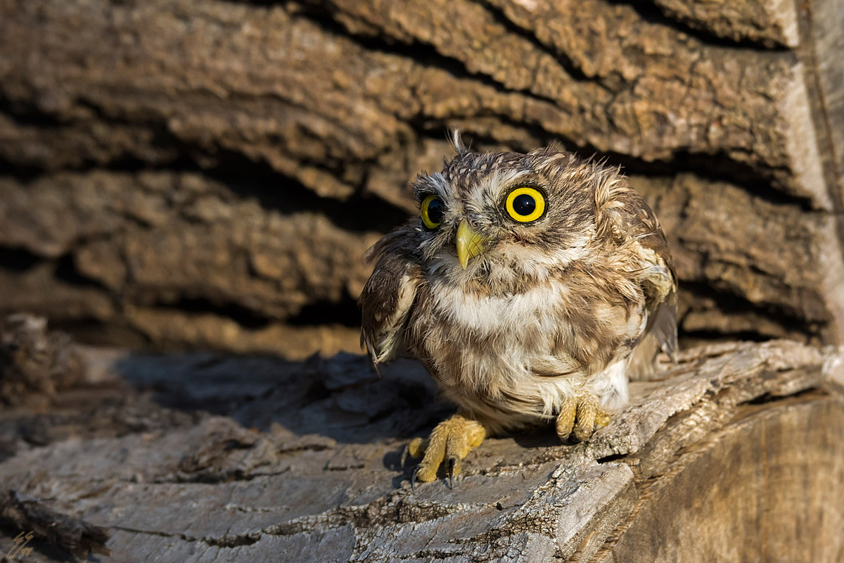 ..civetta arruffata..