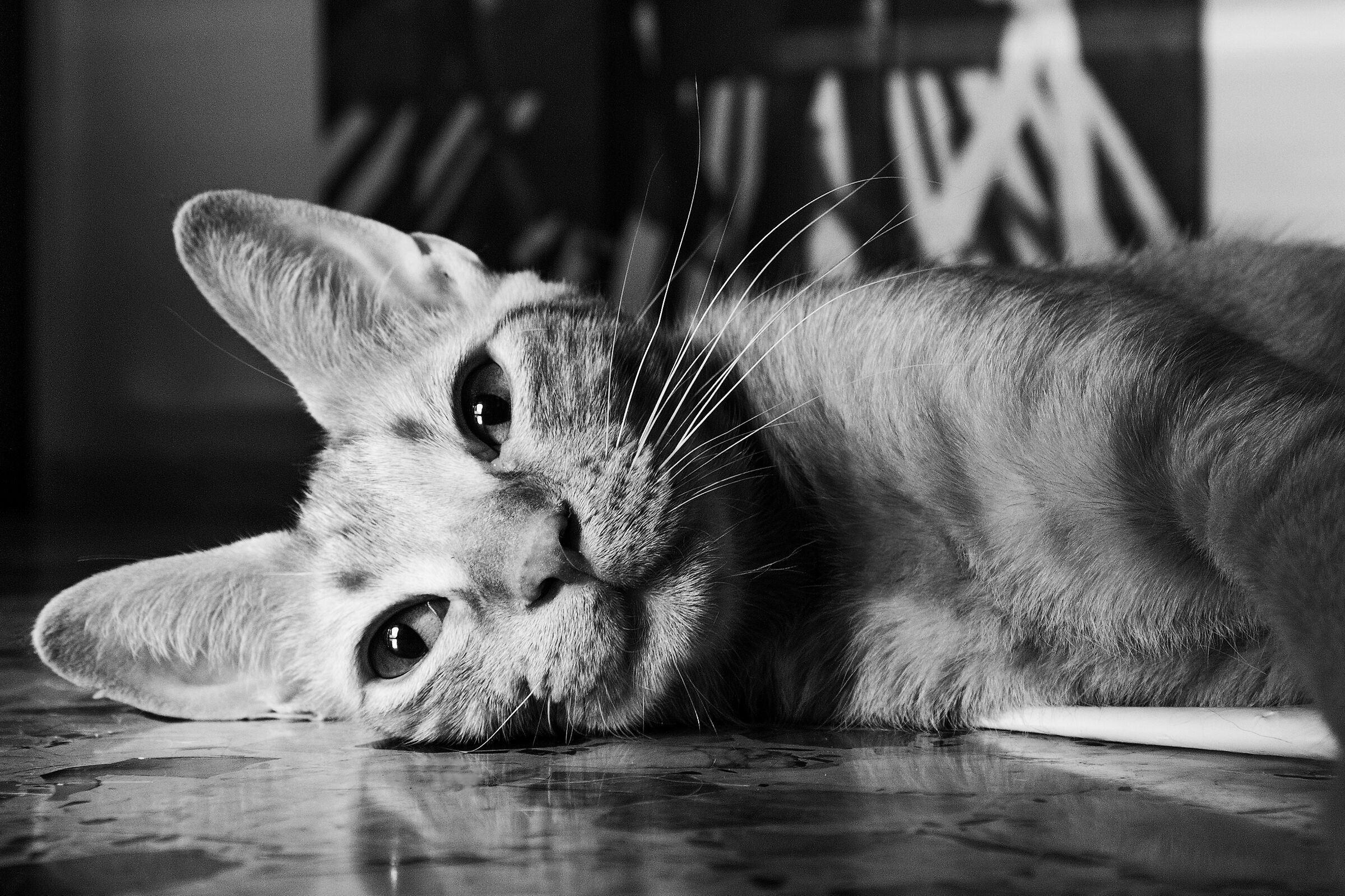 Sweet Little Monster