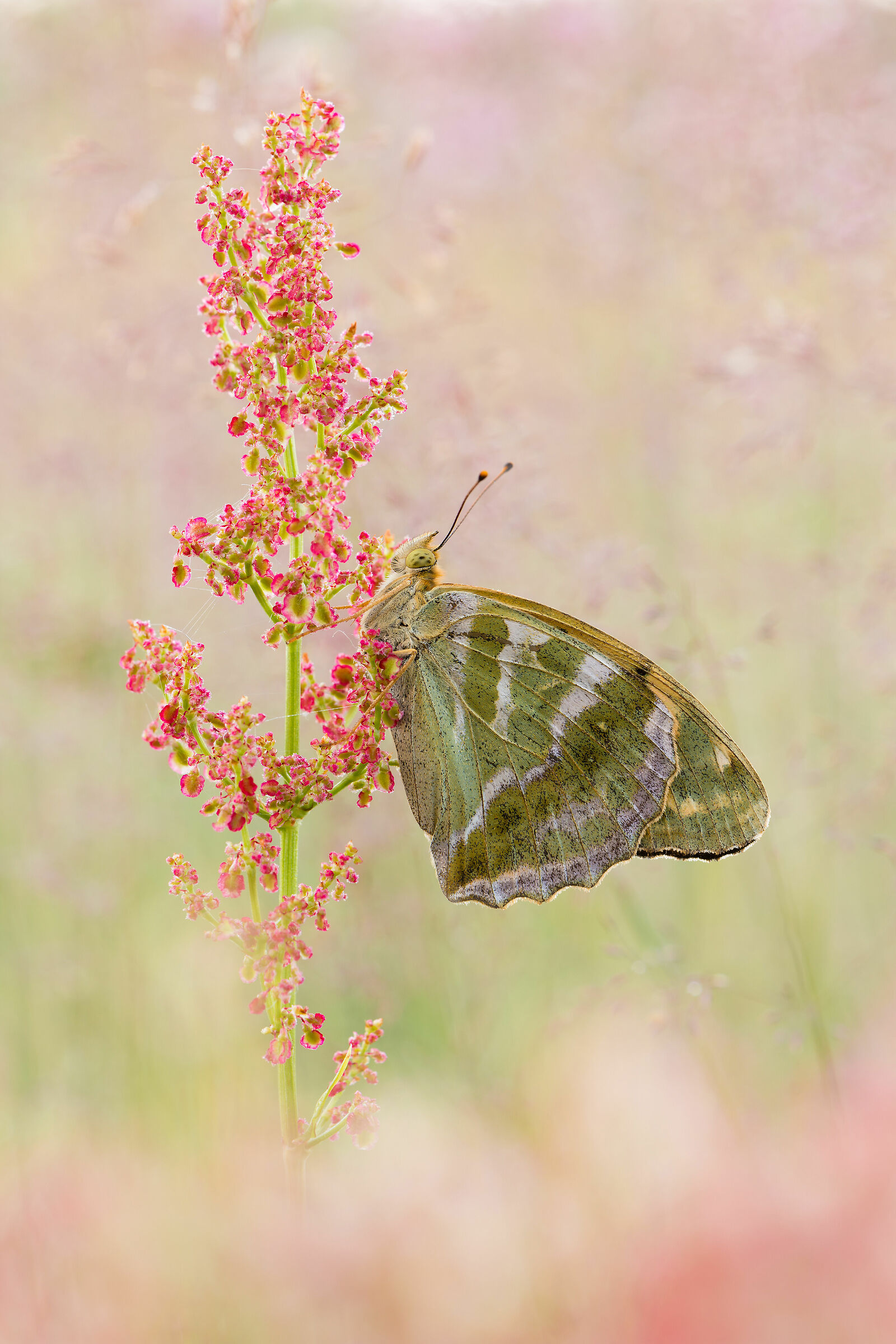 Argynnis paphia