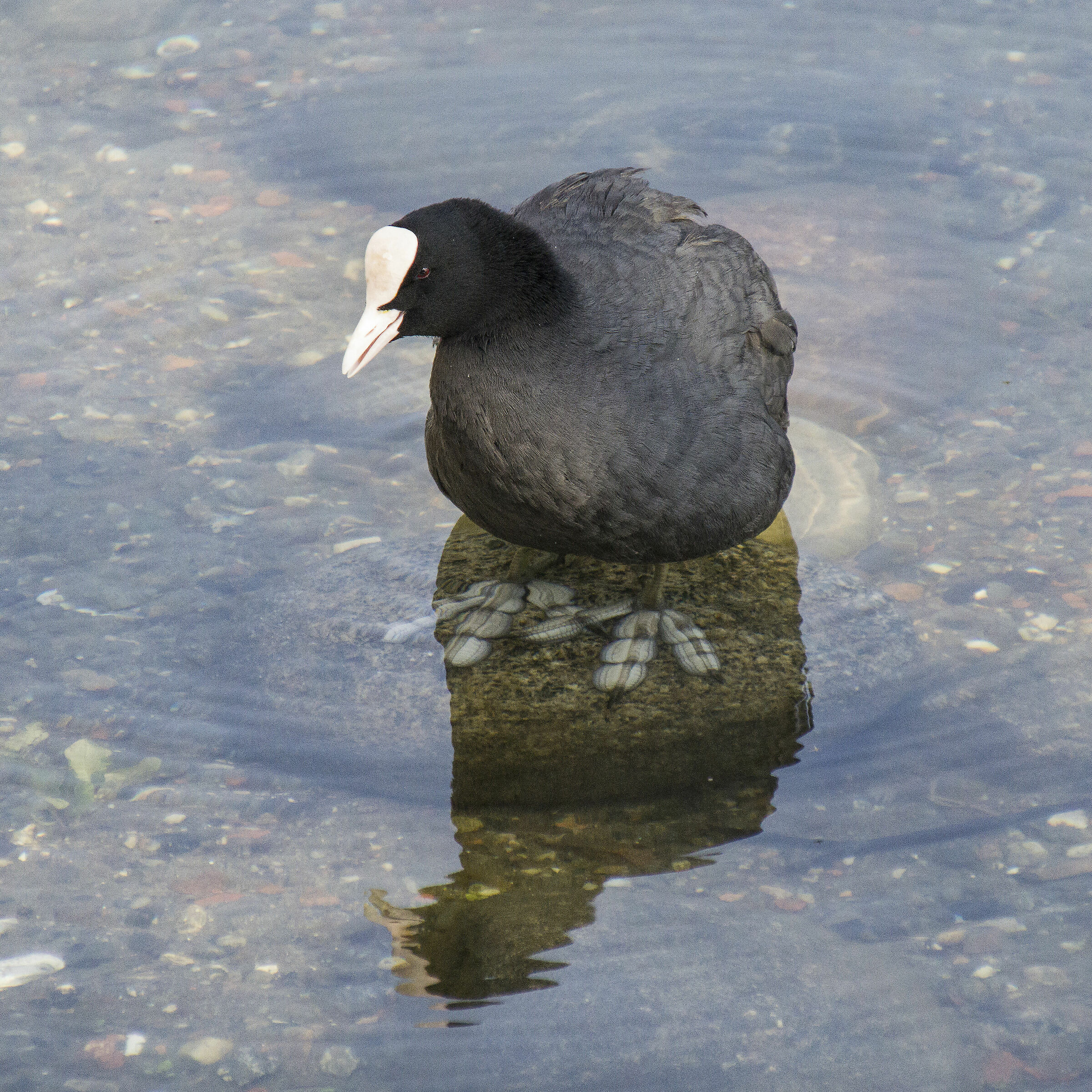 Coot