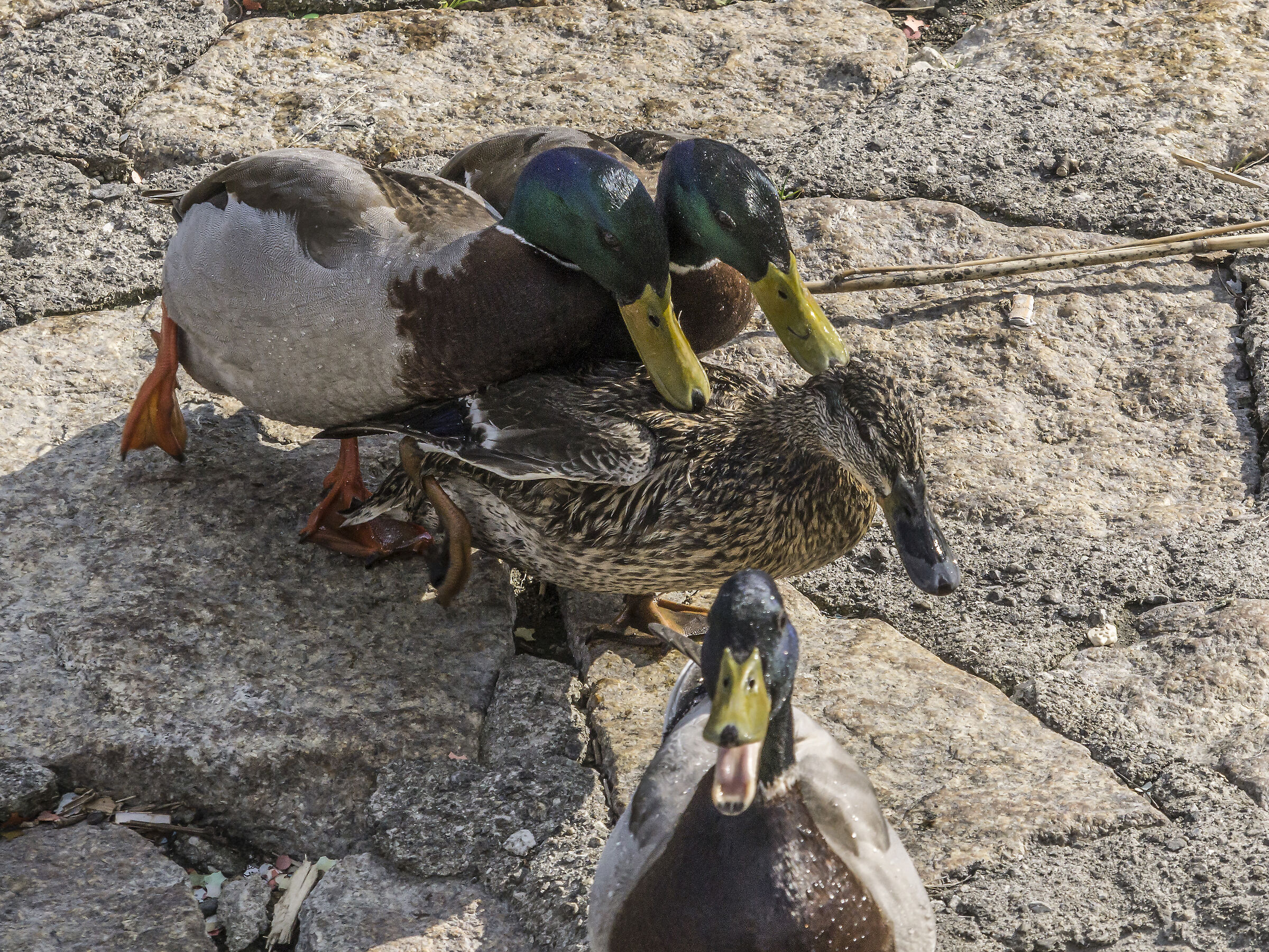 "Sex and Violence" between the Germans-5