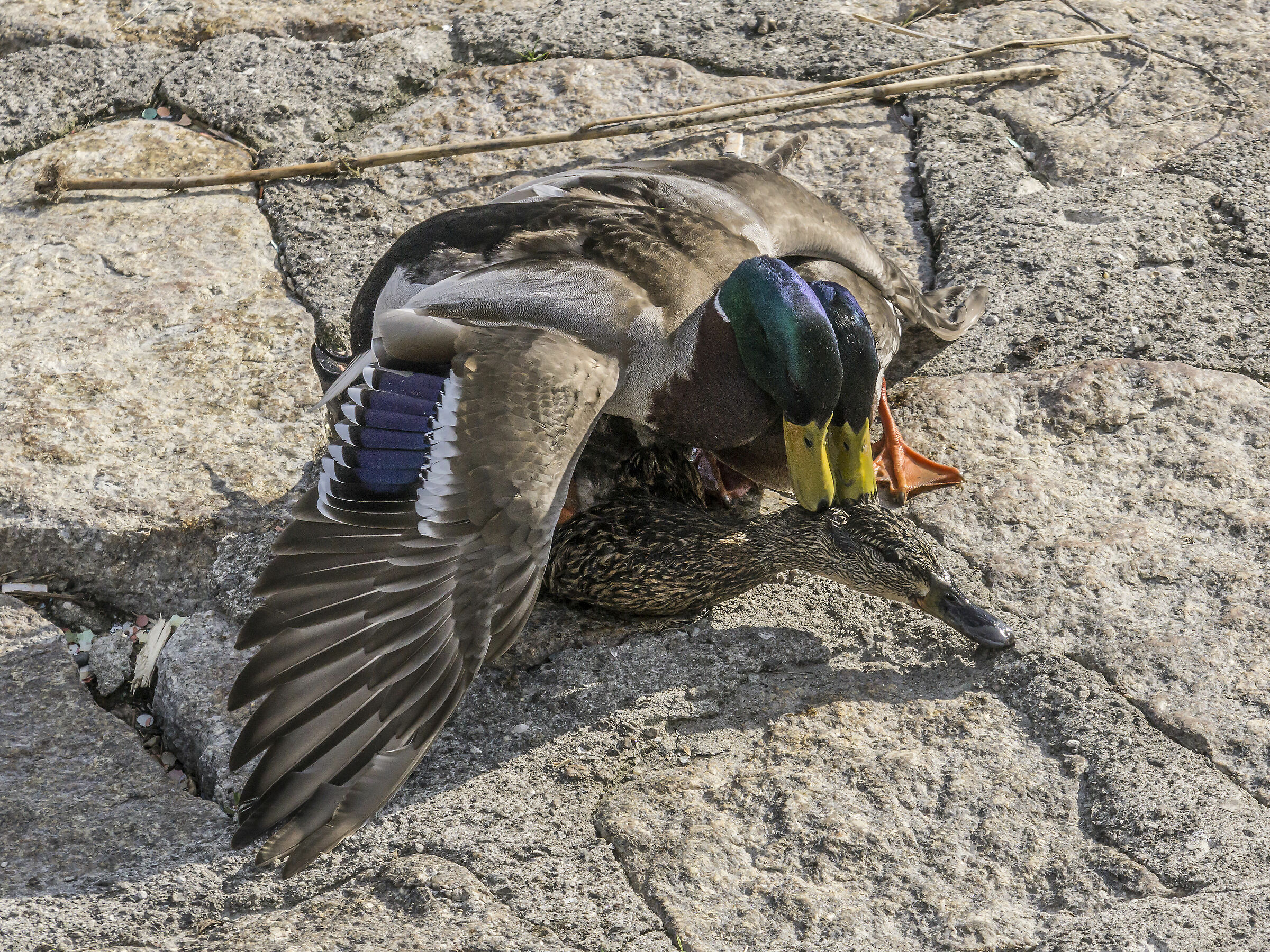 "Sex and Violence" between the Germans-6