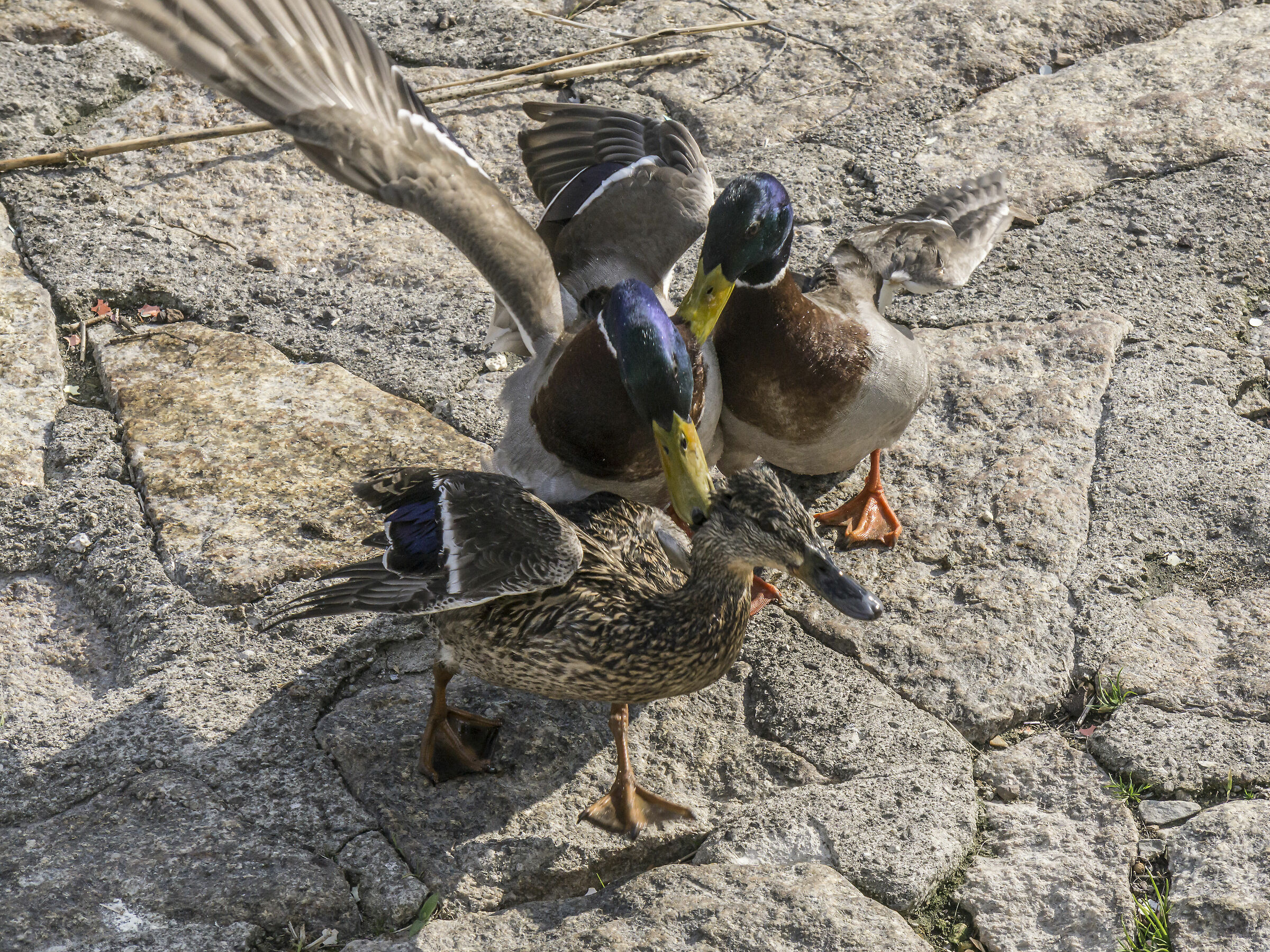 "Sex and Violence" between the Germans-8