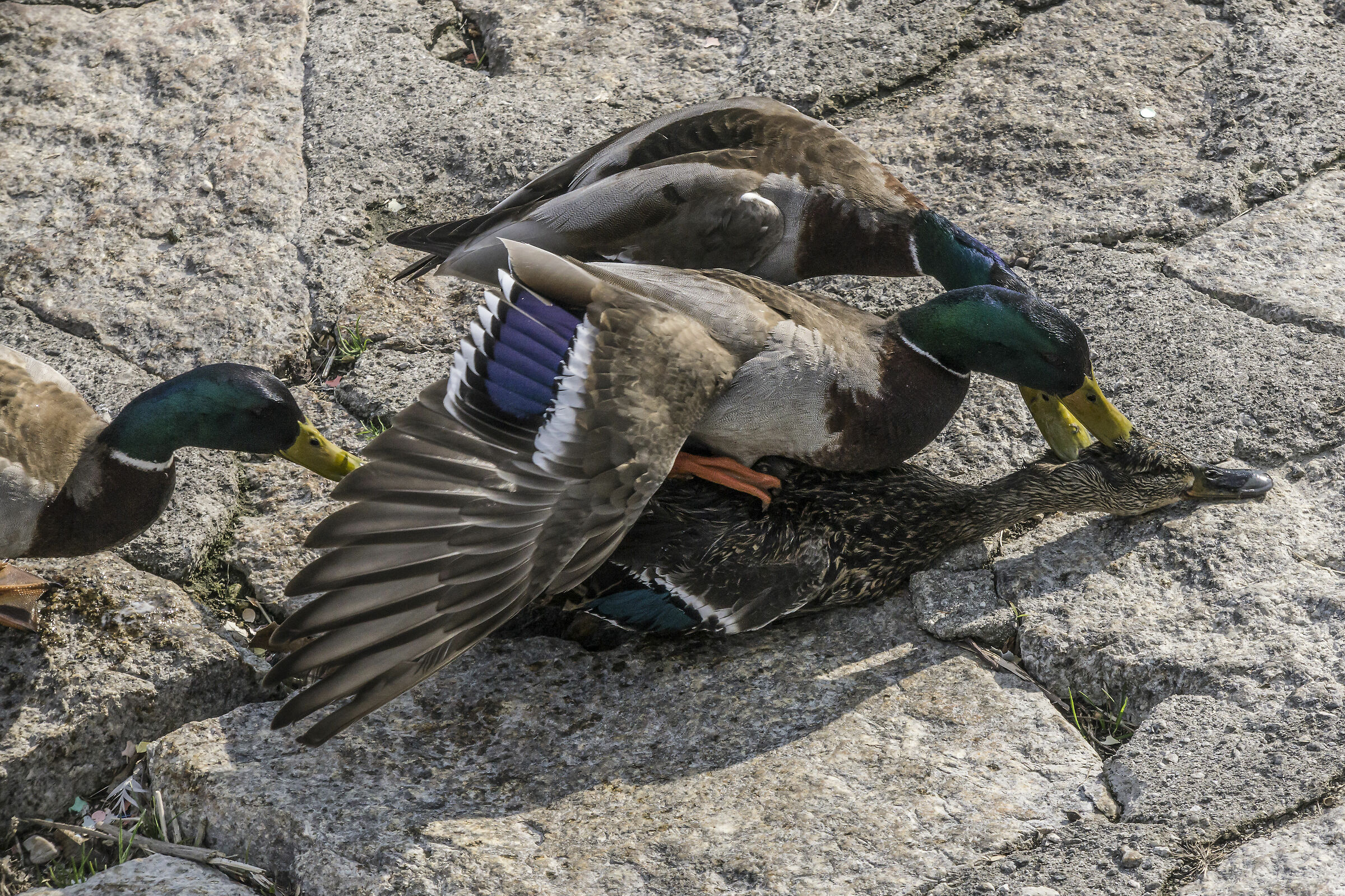 "Sex and Violence" between the Germans-9