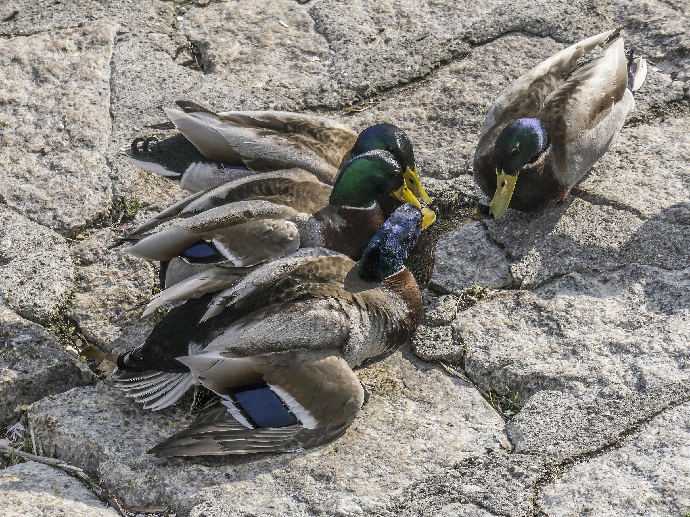 "Sex and Violence" between the Germans-10
