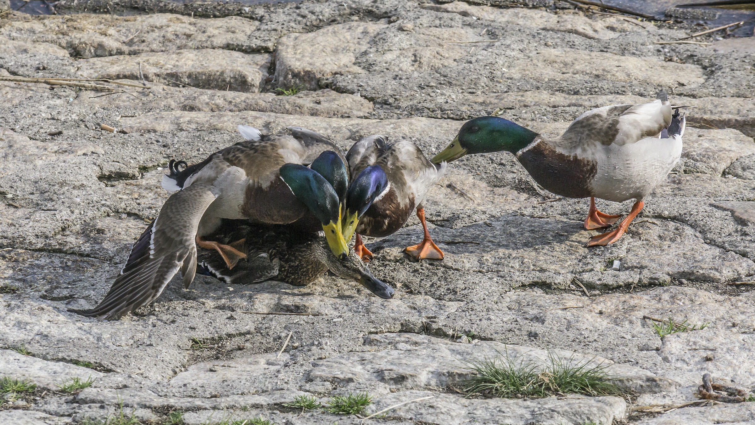 "Sex and Violence" between the Germans-11