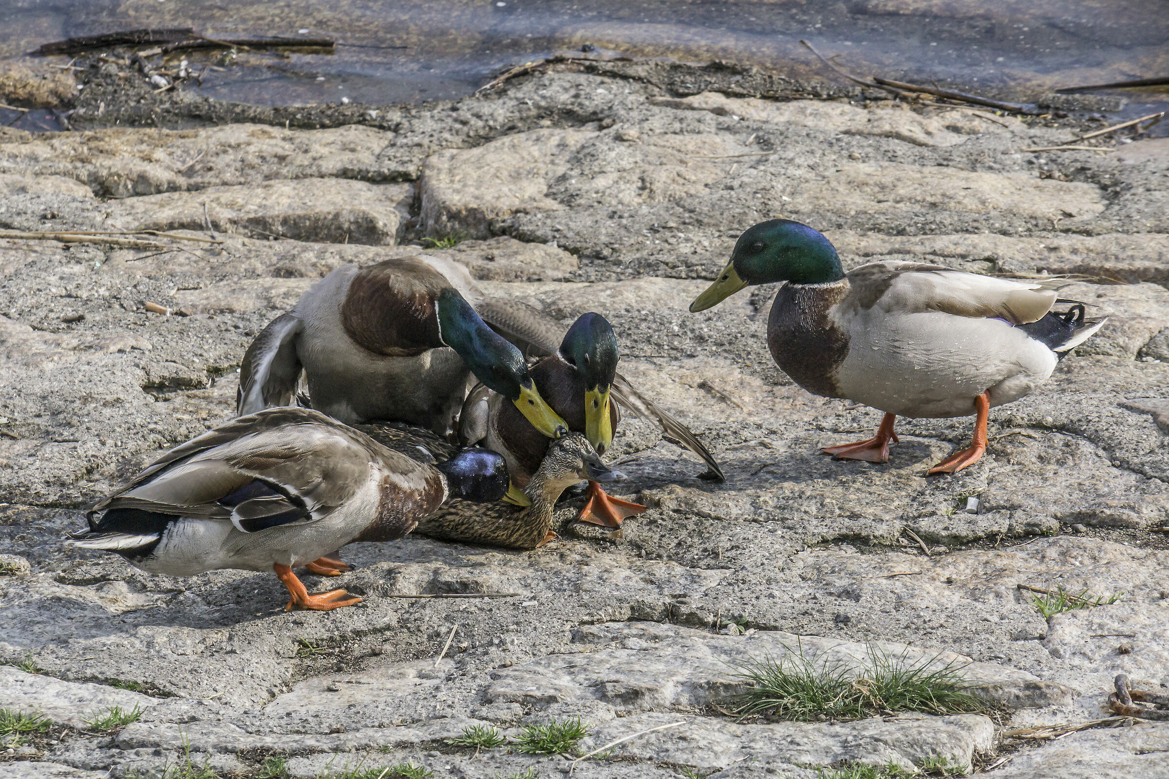 "Sex and Violence" between the Germans-13