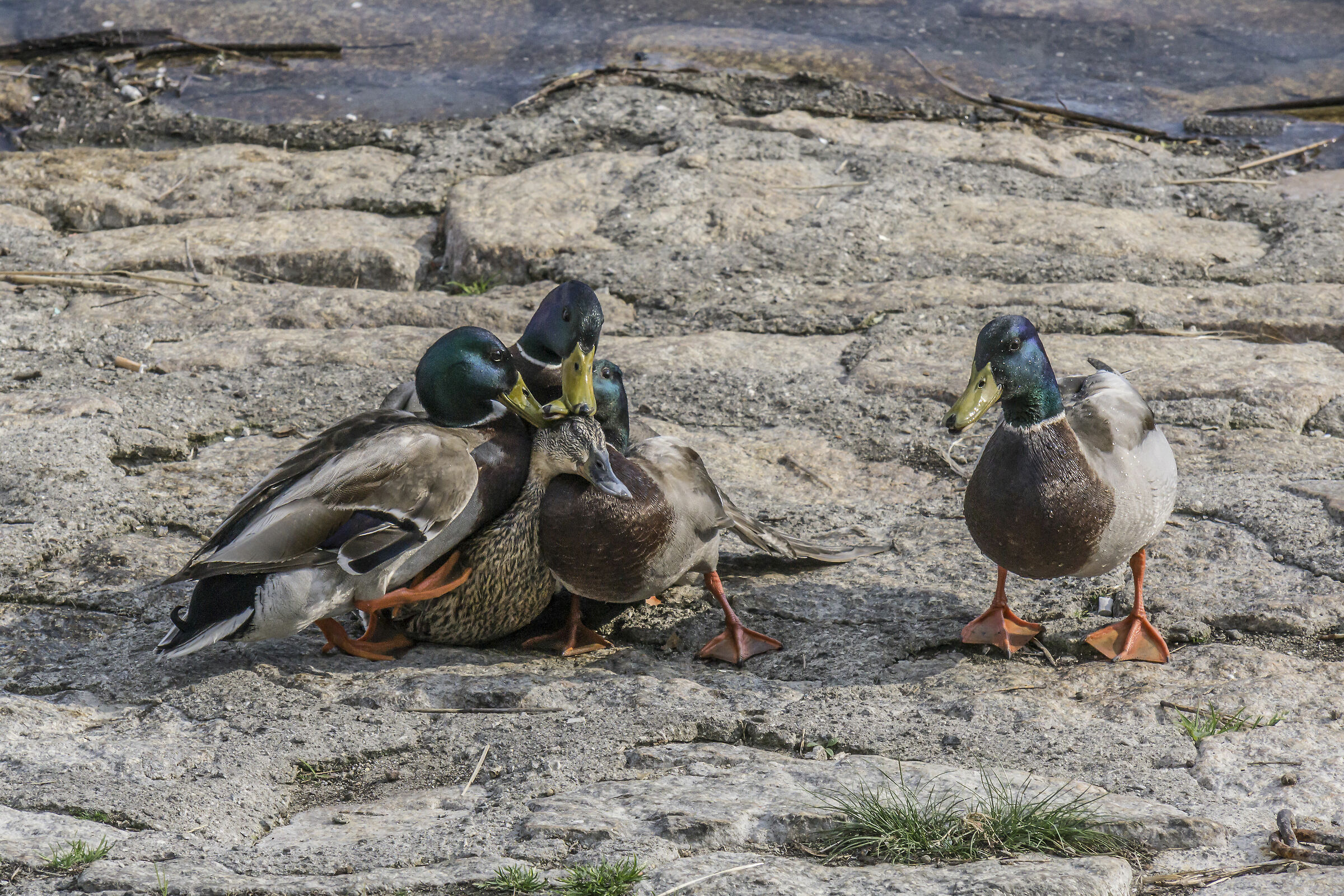 "Sex and Violence" between the Germans-14