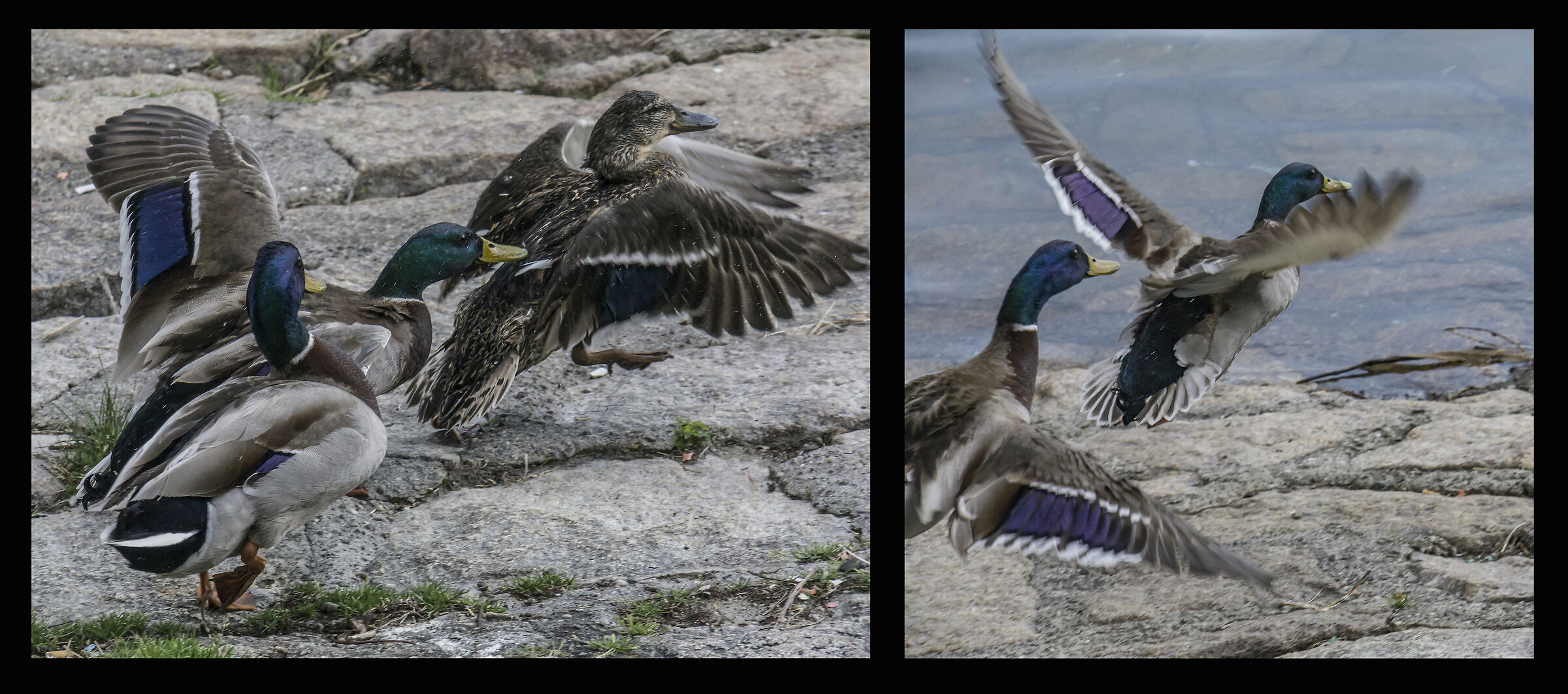 "Sex and Violence" tra i germani - 15