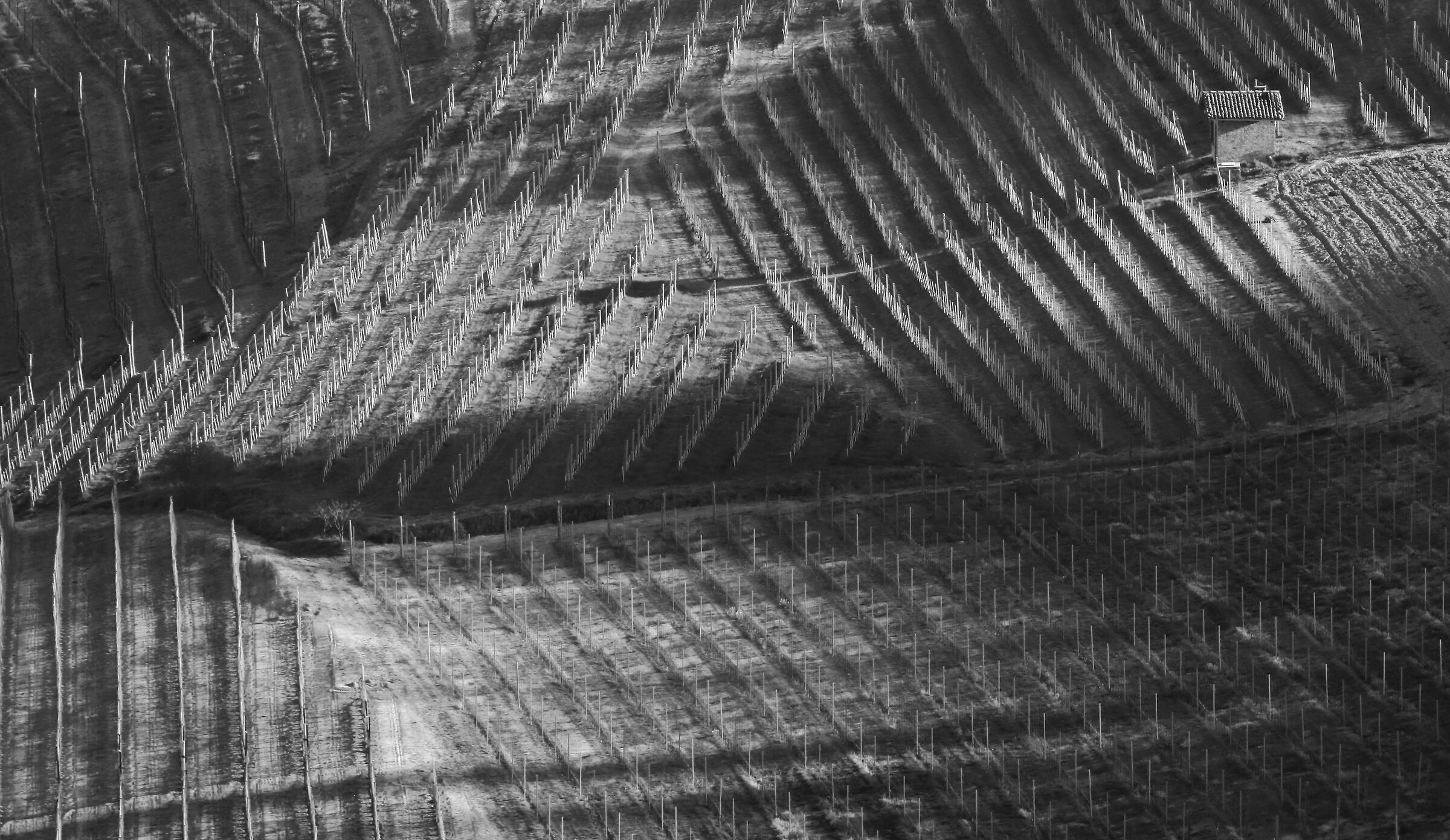 Lights and shadows on the vineyards