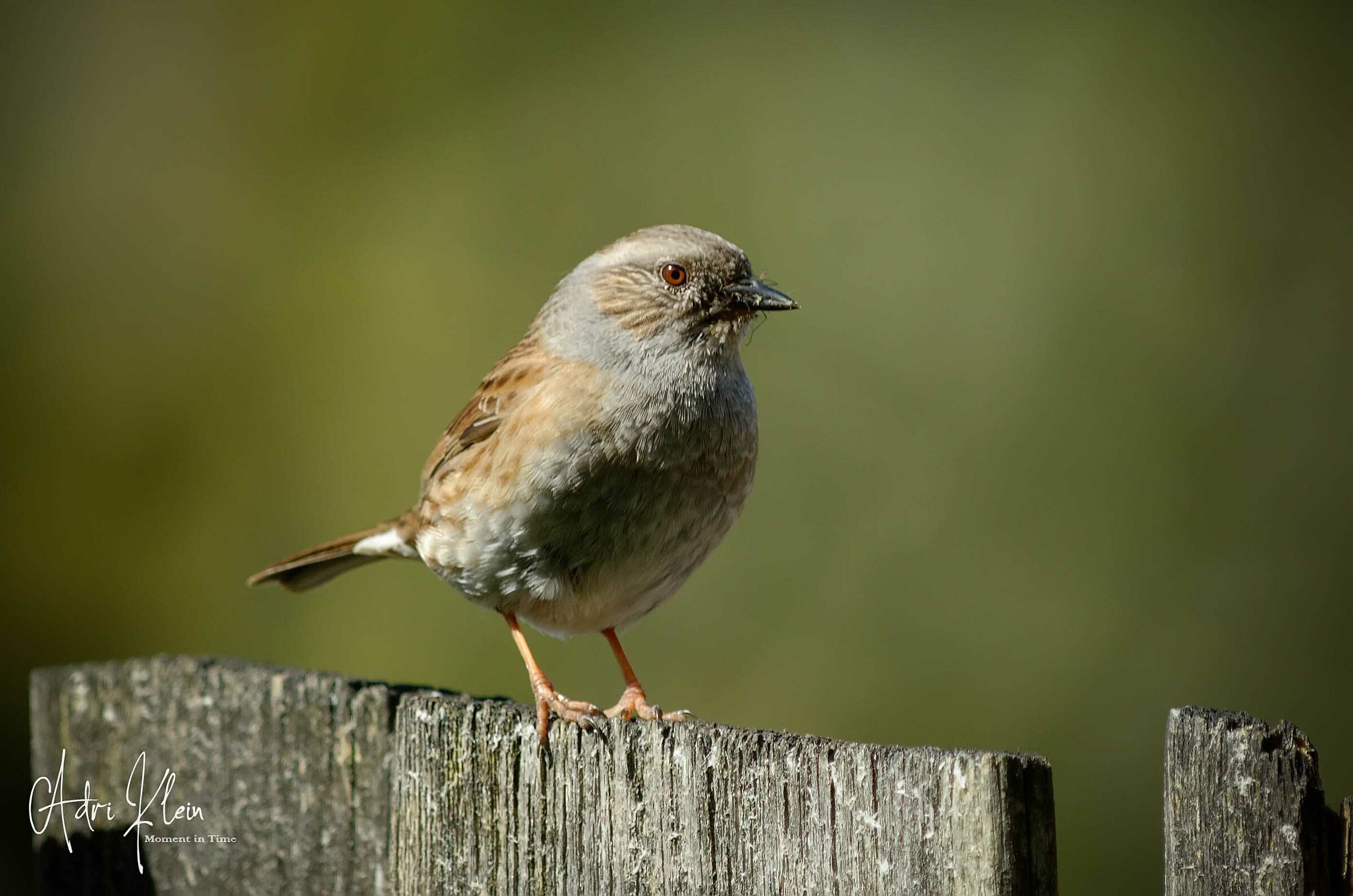 Dunnock