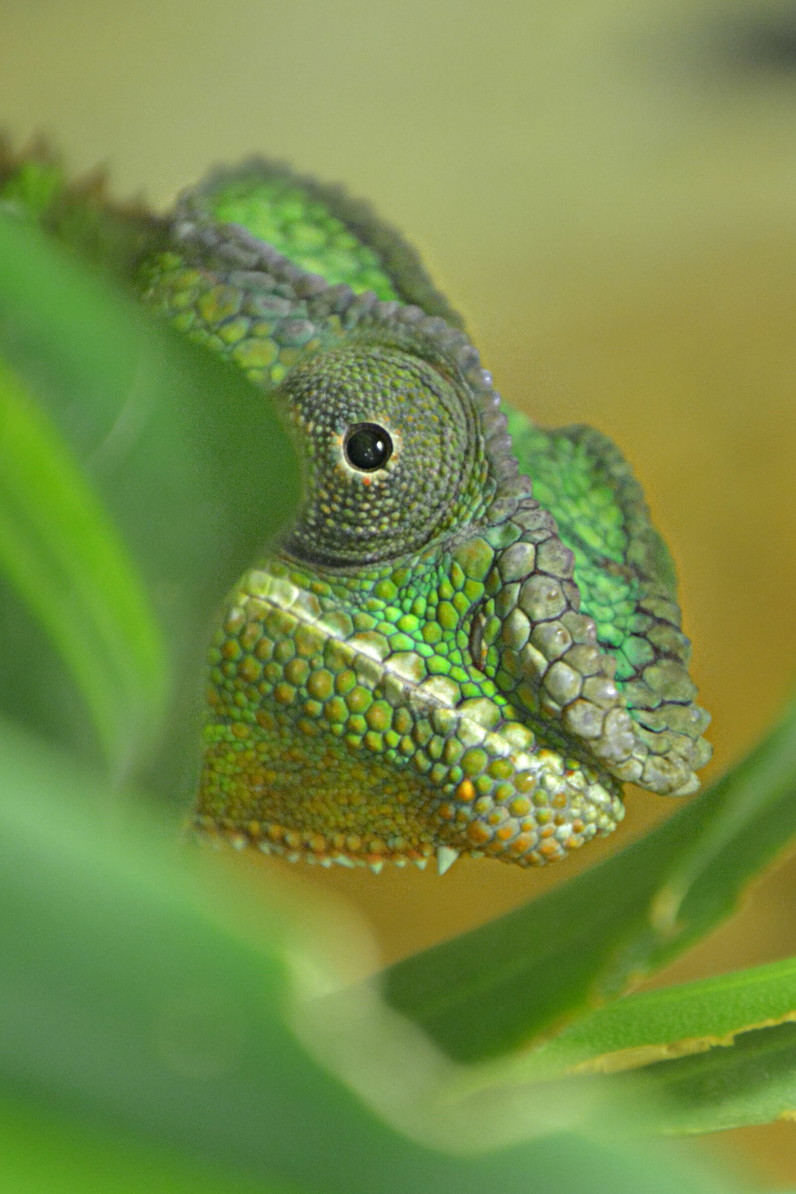 Chameleon