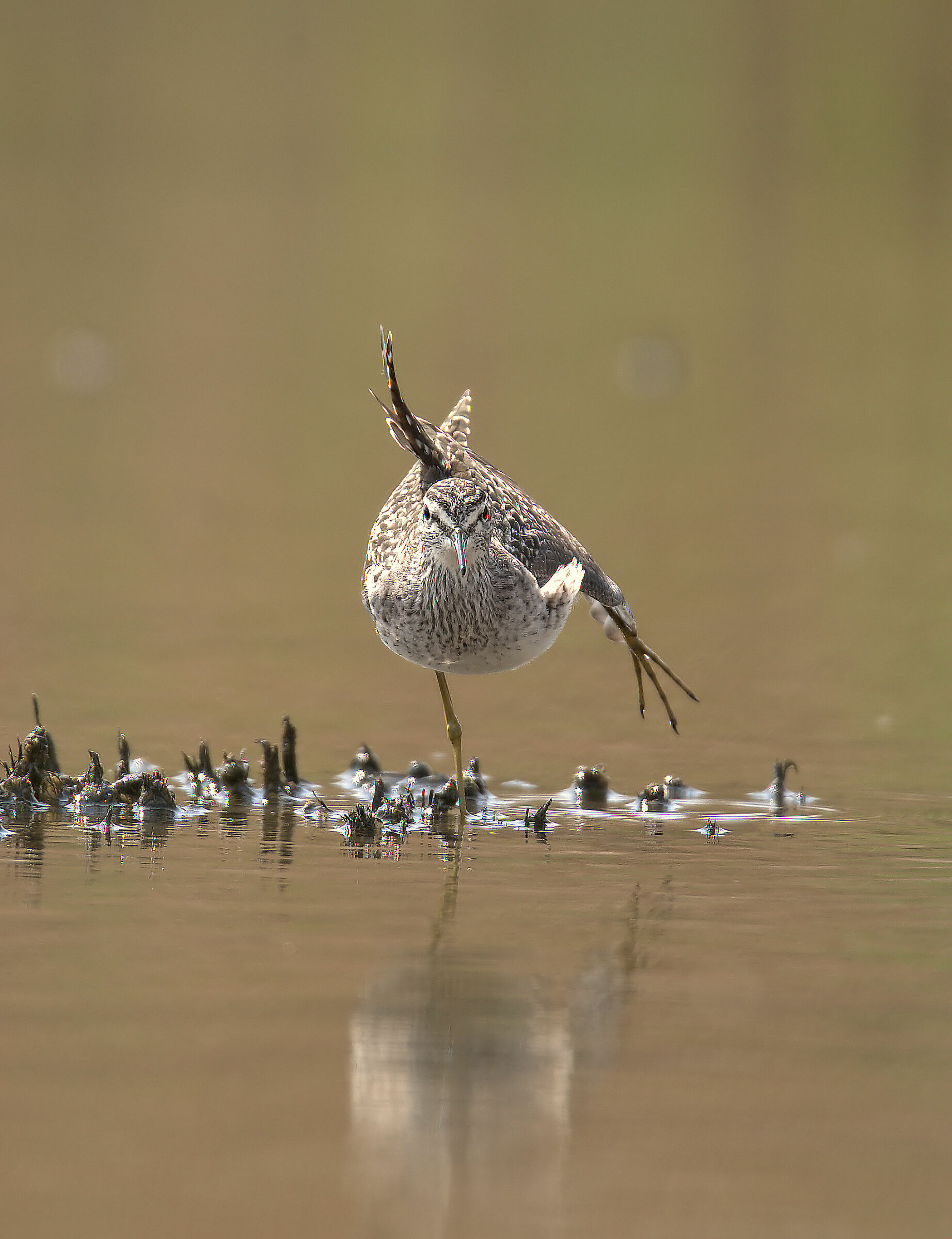 Pyro Pyro Boschereccio