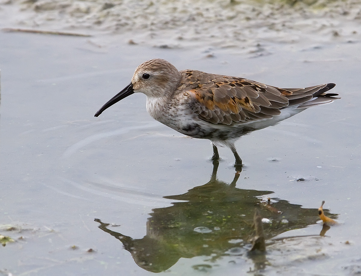 Piovanello pancianera