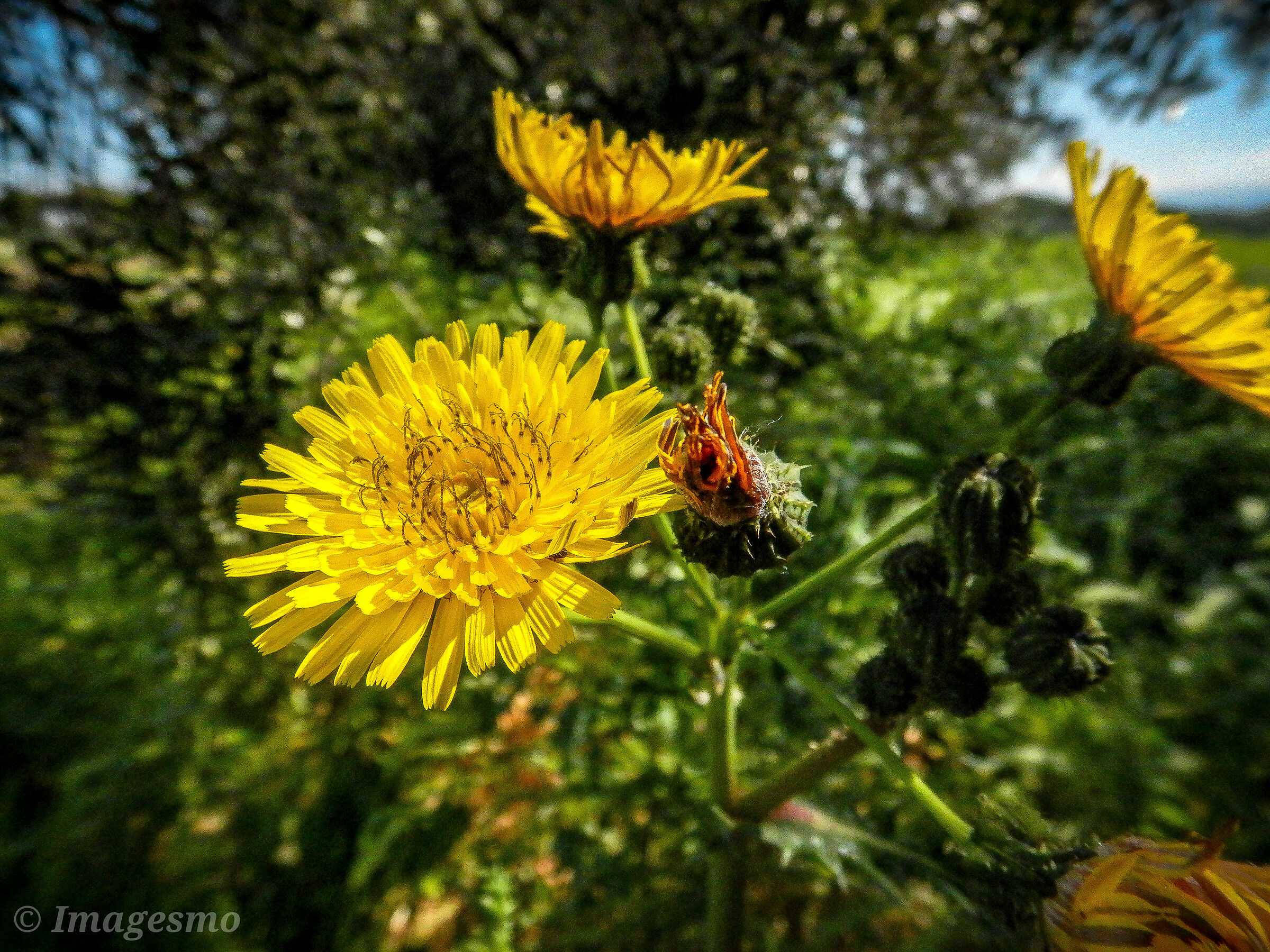 In the lawn of April