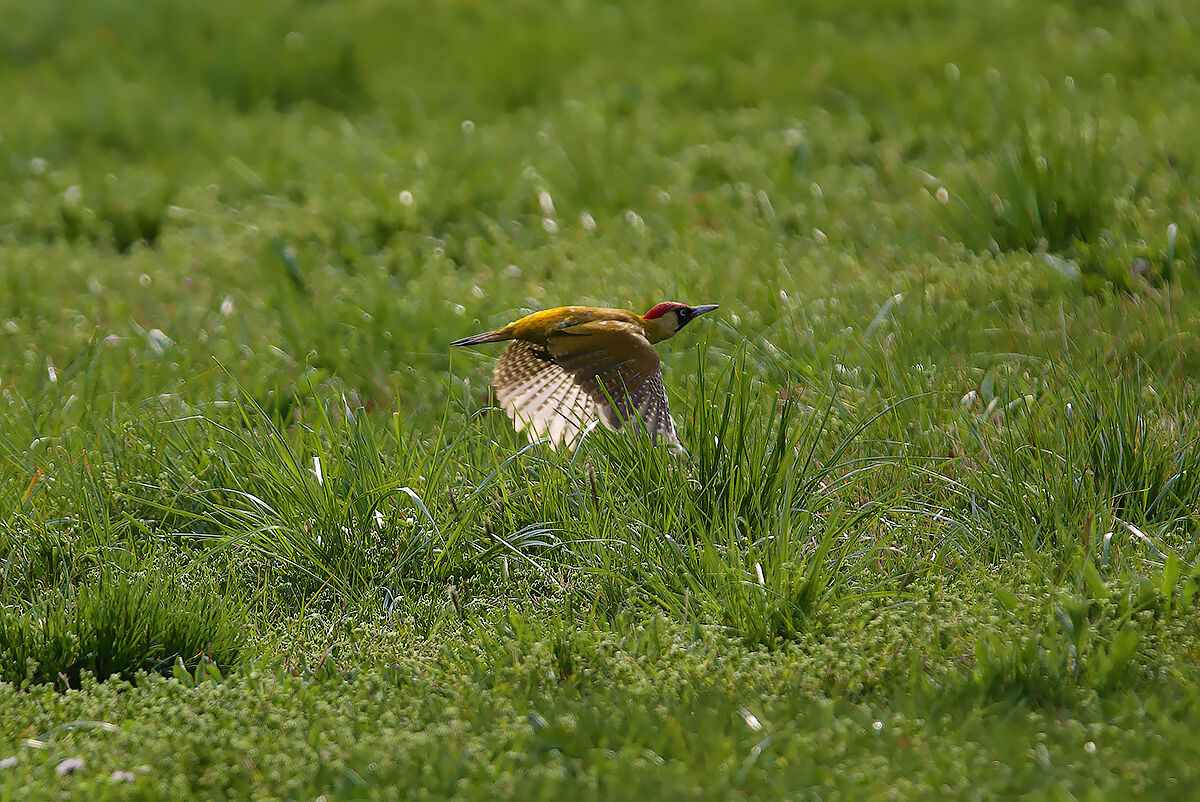 The flight of the green