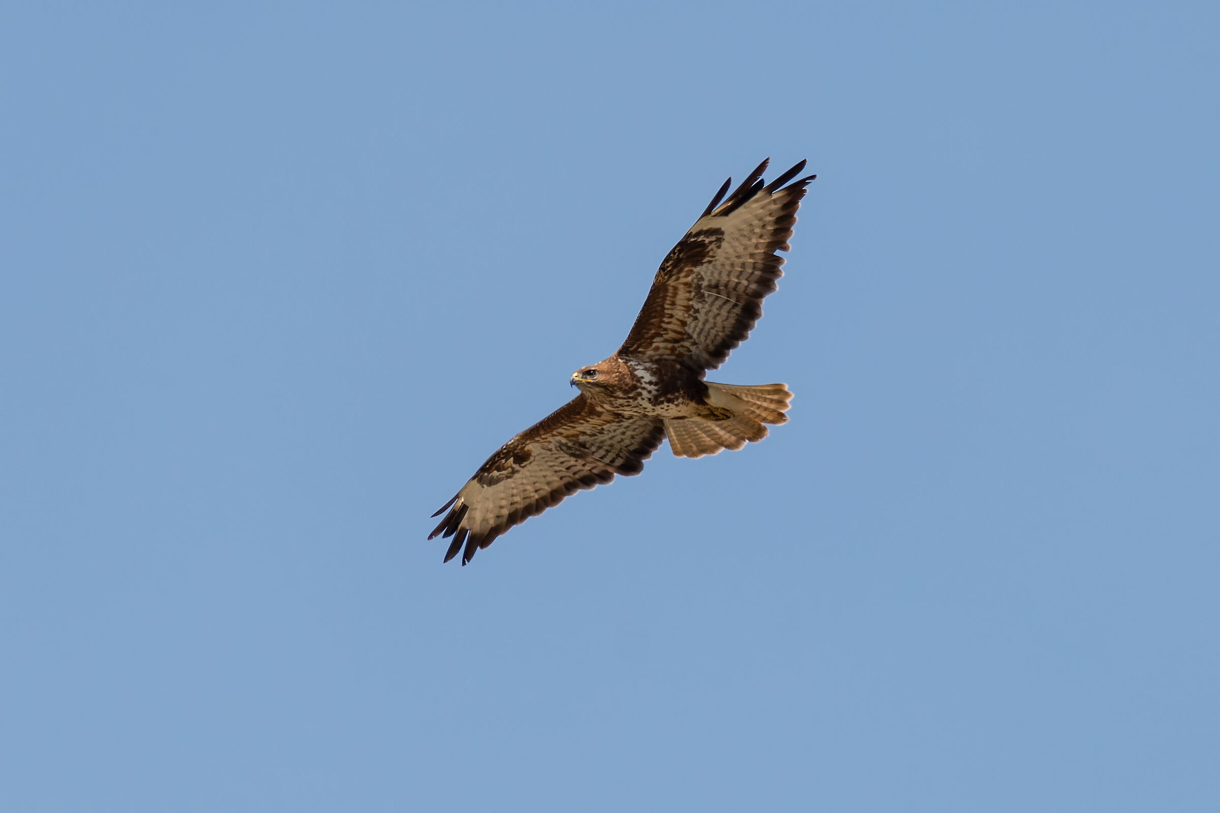 poiana in perlustrazione