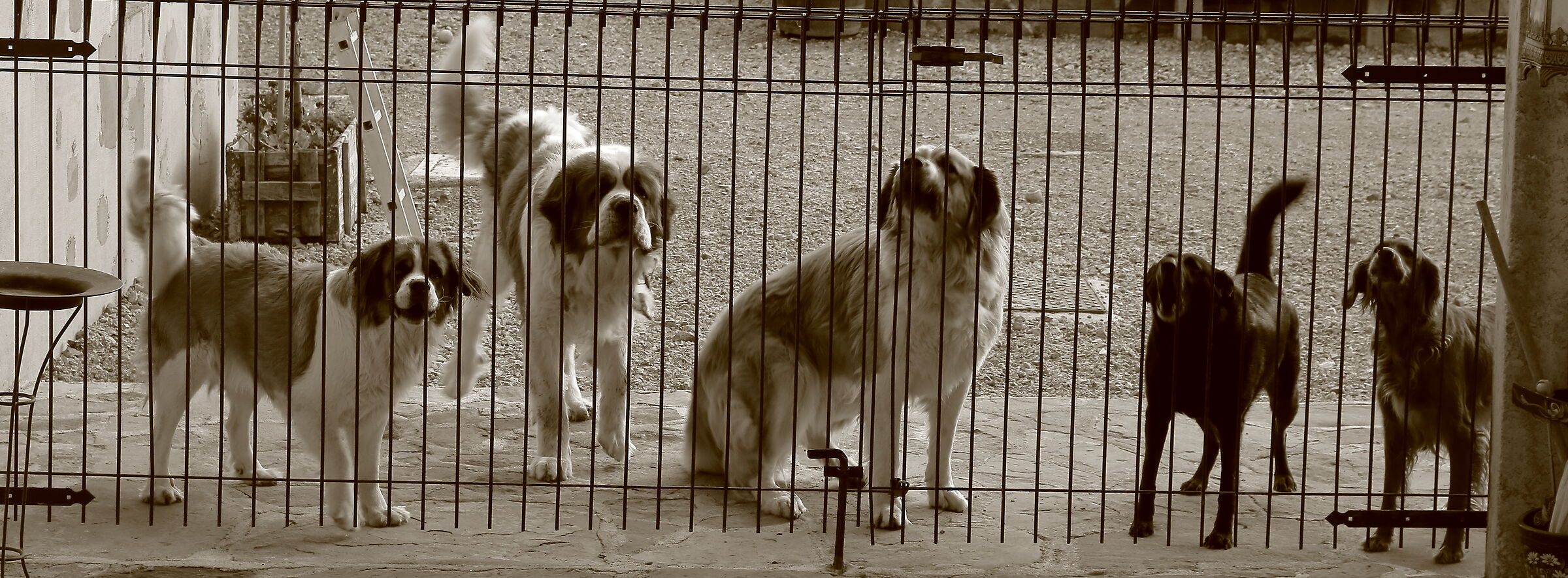 Friends in the backyard