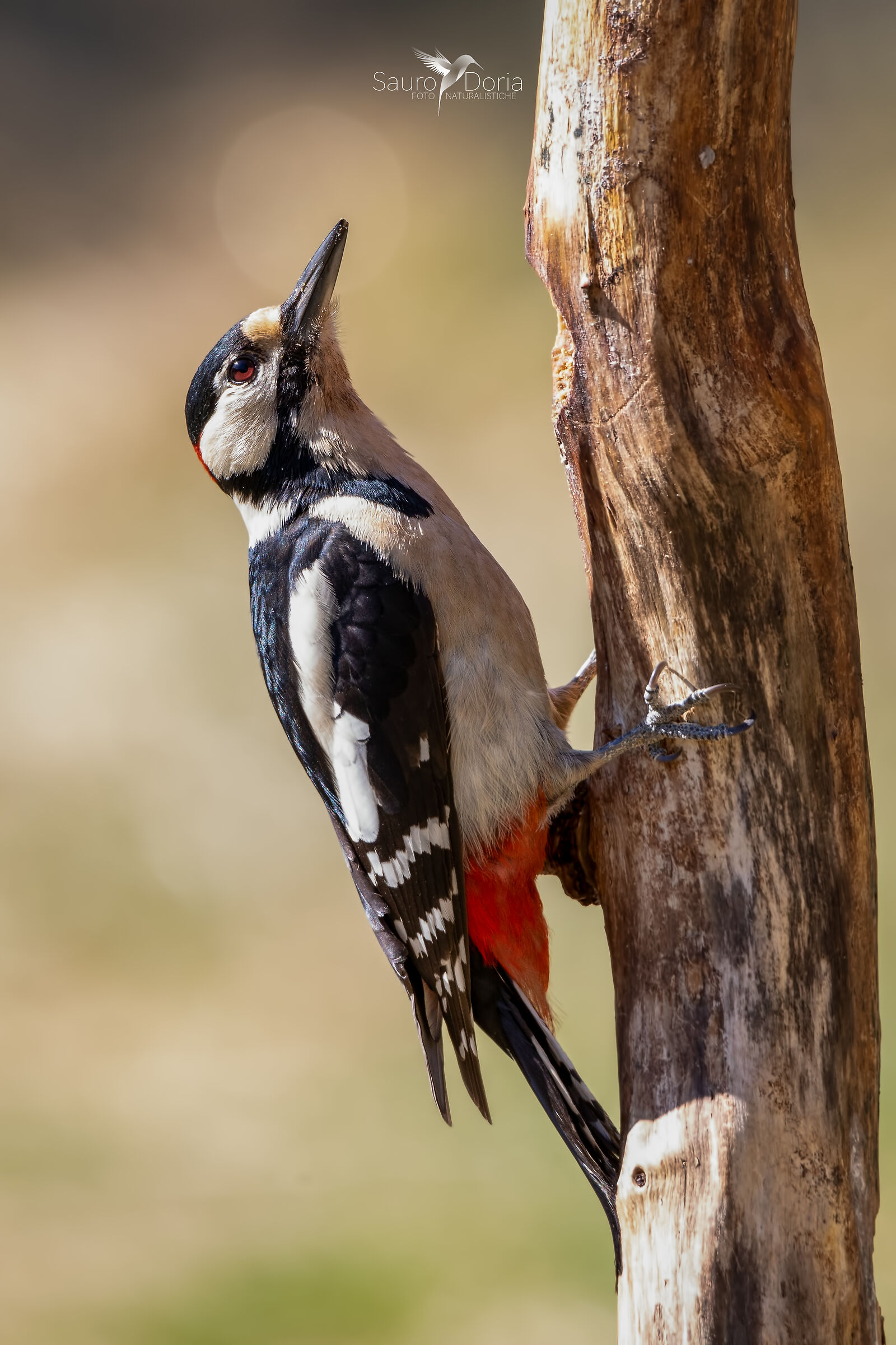 Senior Red Woodpeckers, male