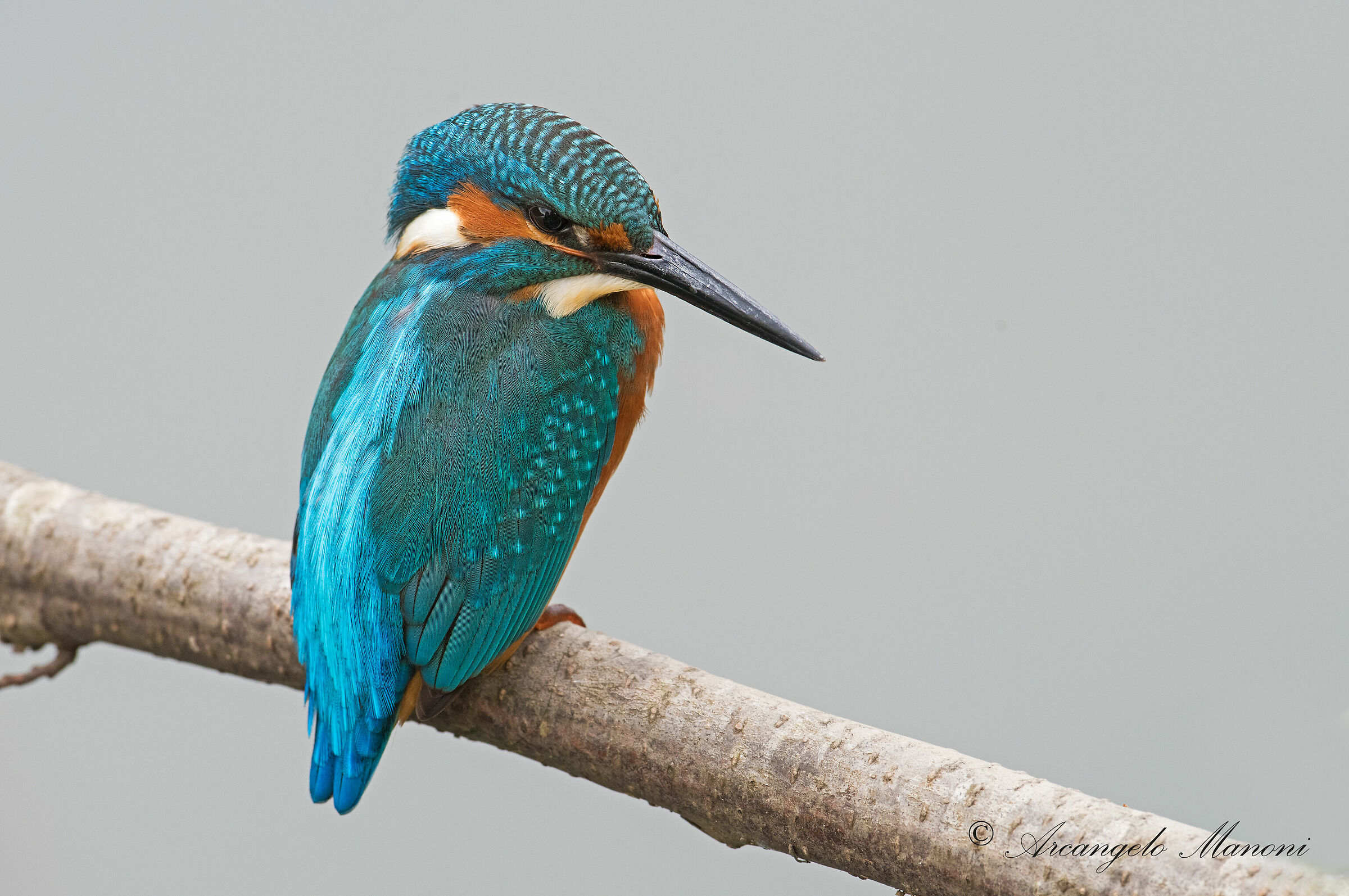 A Martino in the light of the river