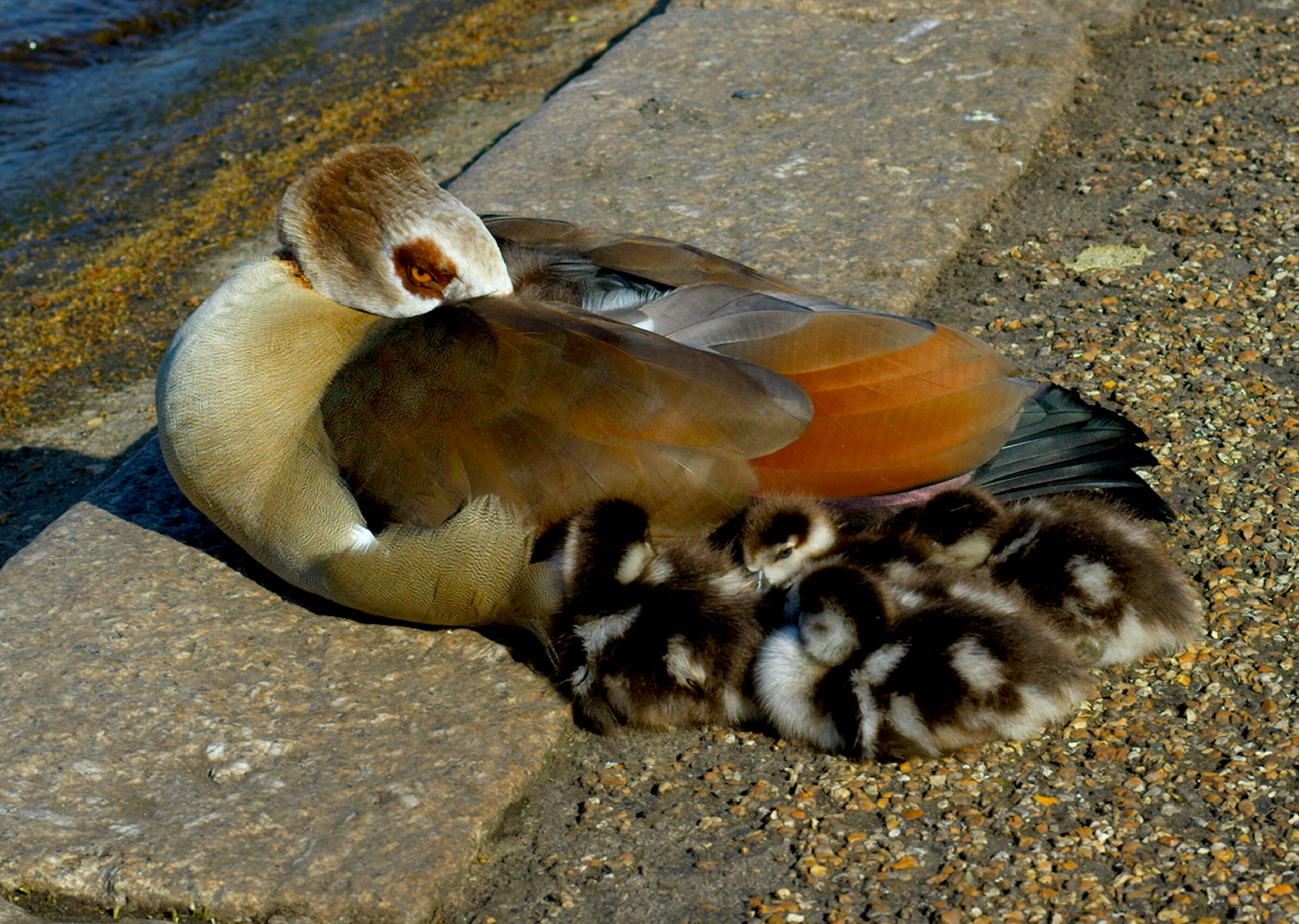 La Cucciolata
